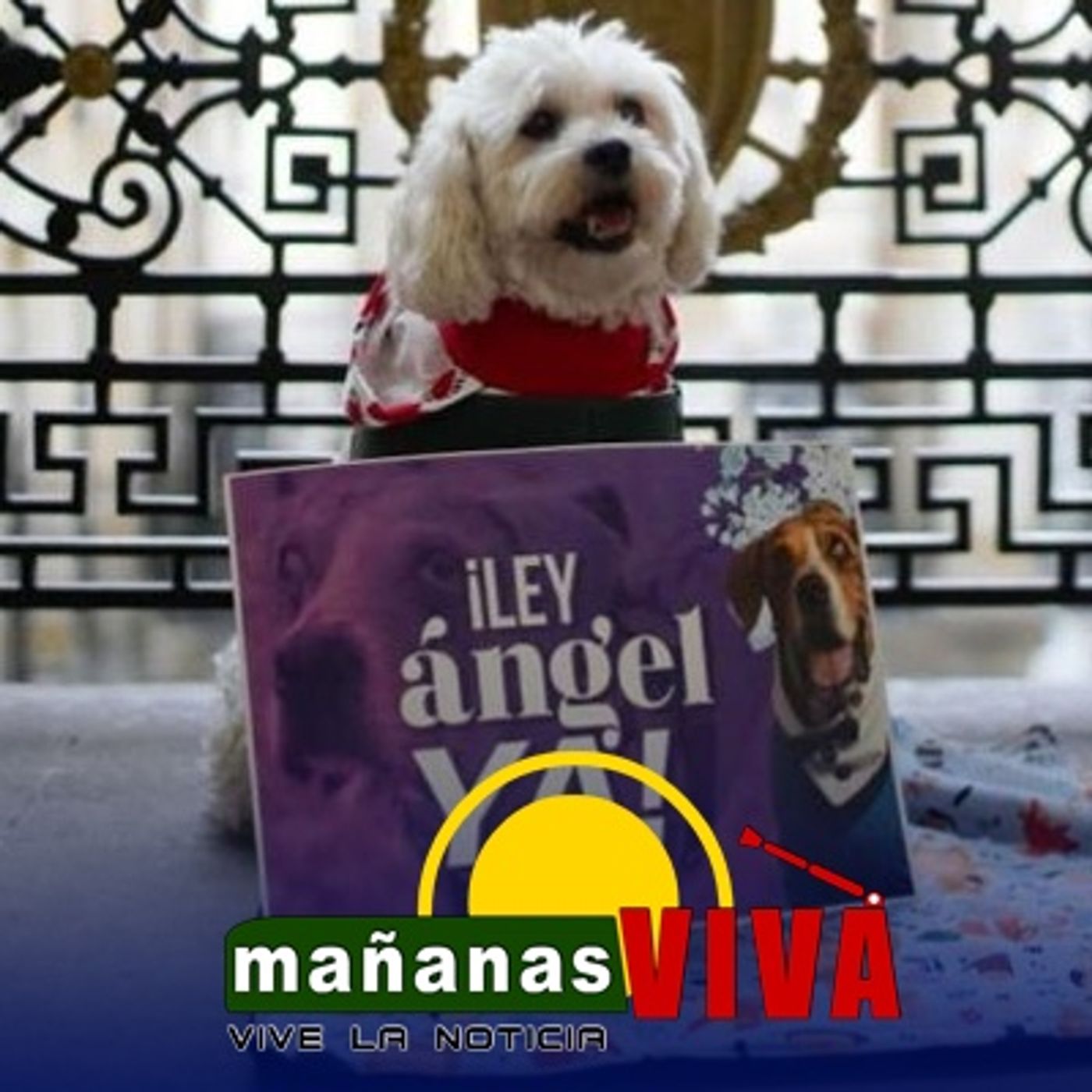 Concejala de Ipiales Liliana Patiño -  Aprobado Proyecto LEY ANGEL el cual refuerza la lucha contra el maltrato animal