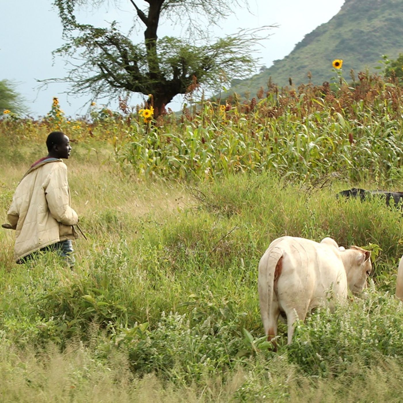 Studio Kalangou (français)