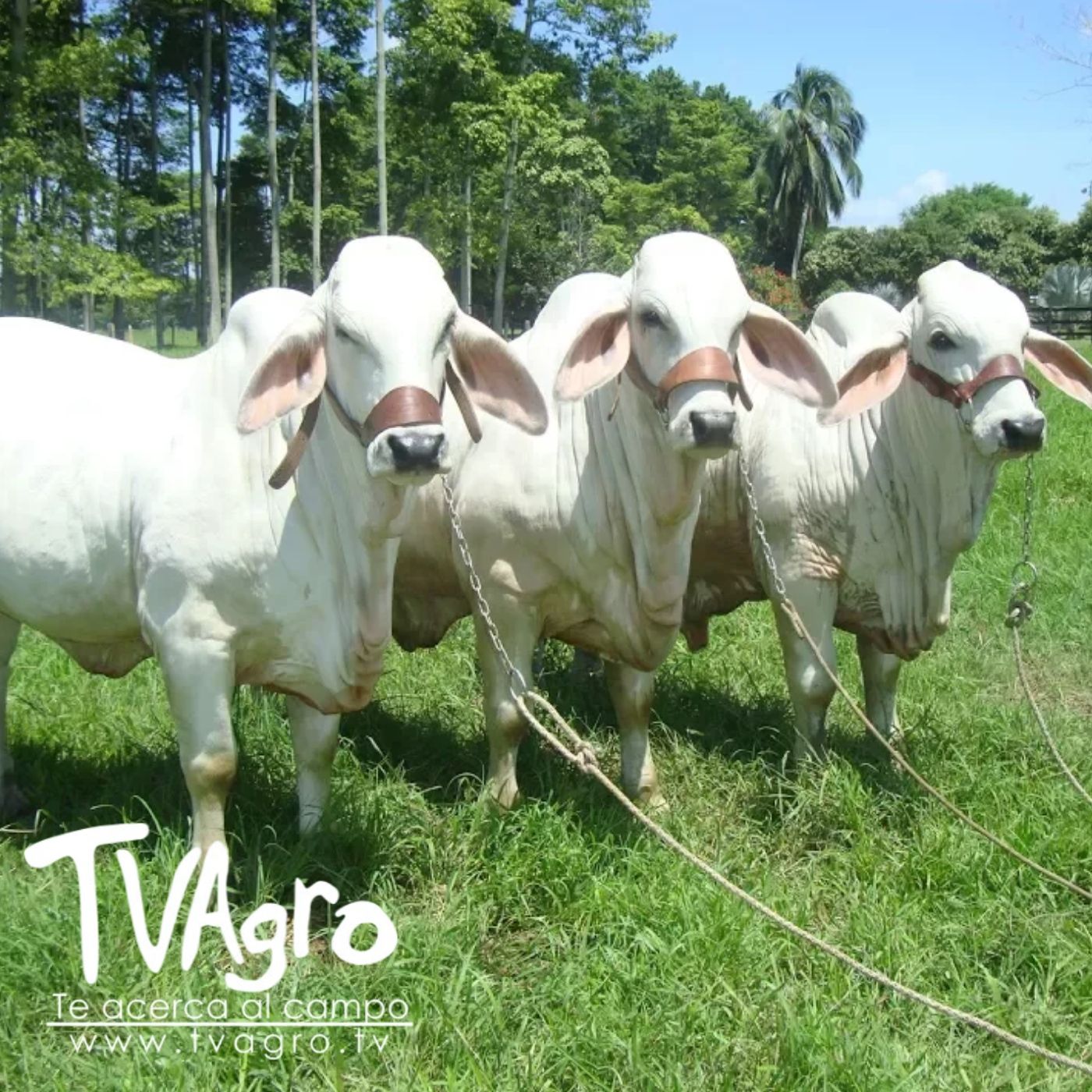 TV AGRO
