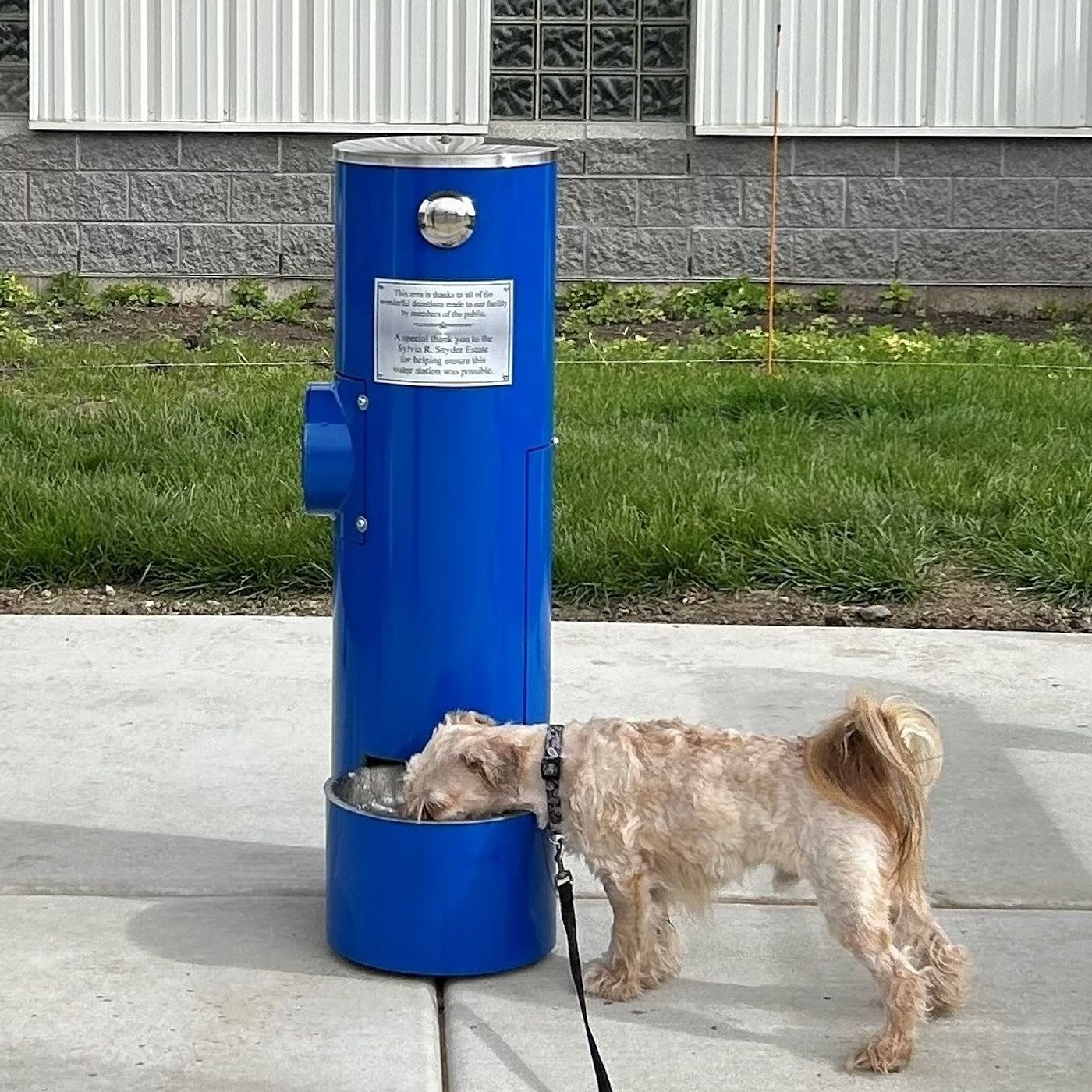Kane County dogs have new water fountain, shade structure episode artwork