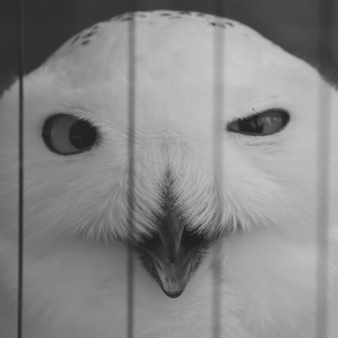 Impronta Animale