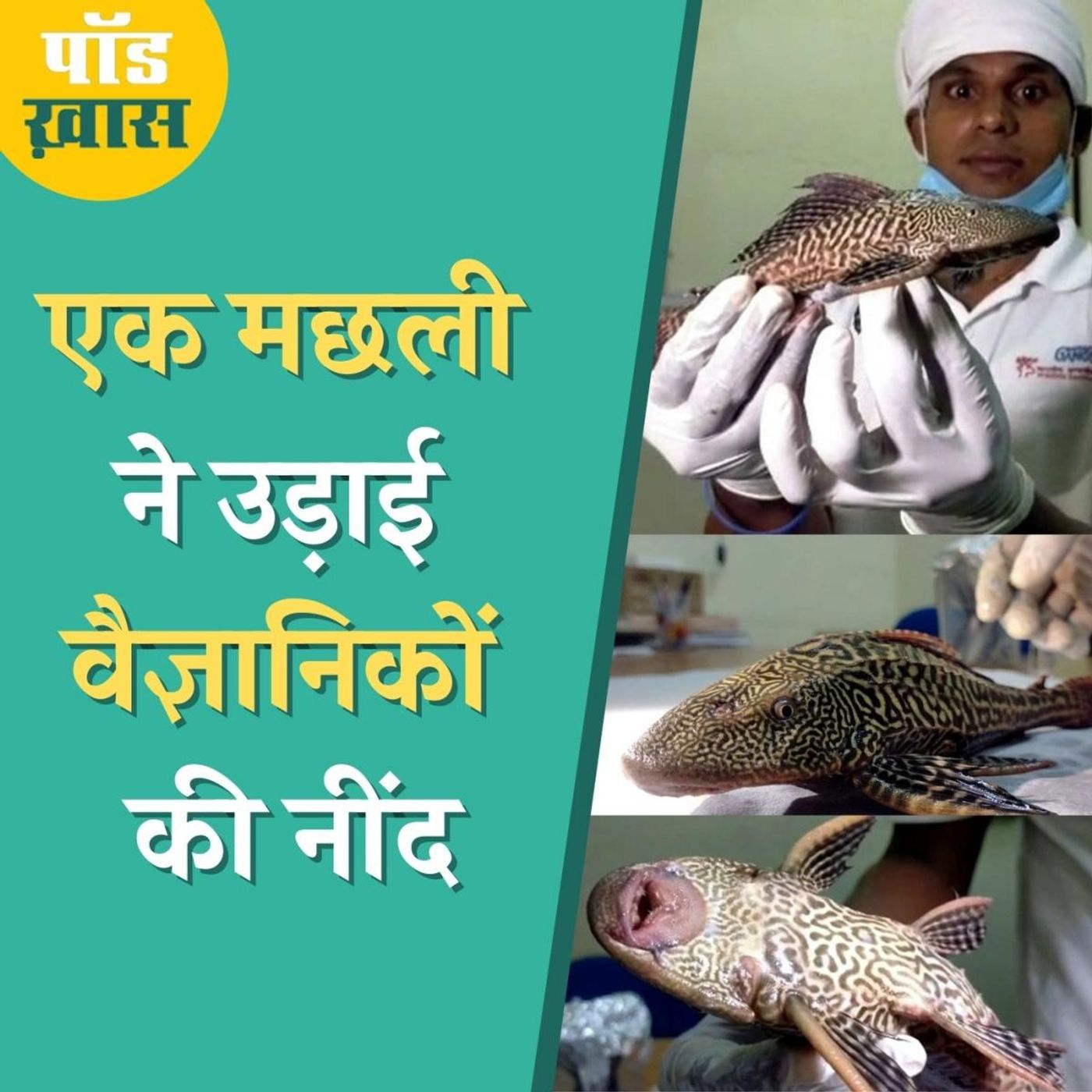 अमेरिका से आई इस मछली ने भारत की नदियों में मचा रखा है आतंक: पॉड ख़ास, Ep 600 episode artwork