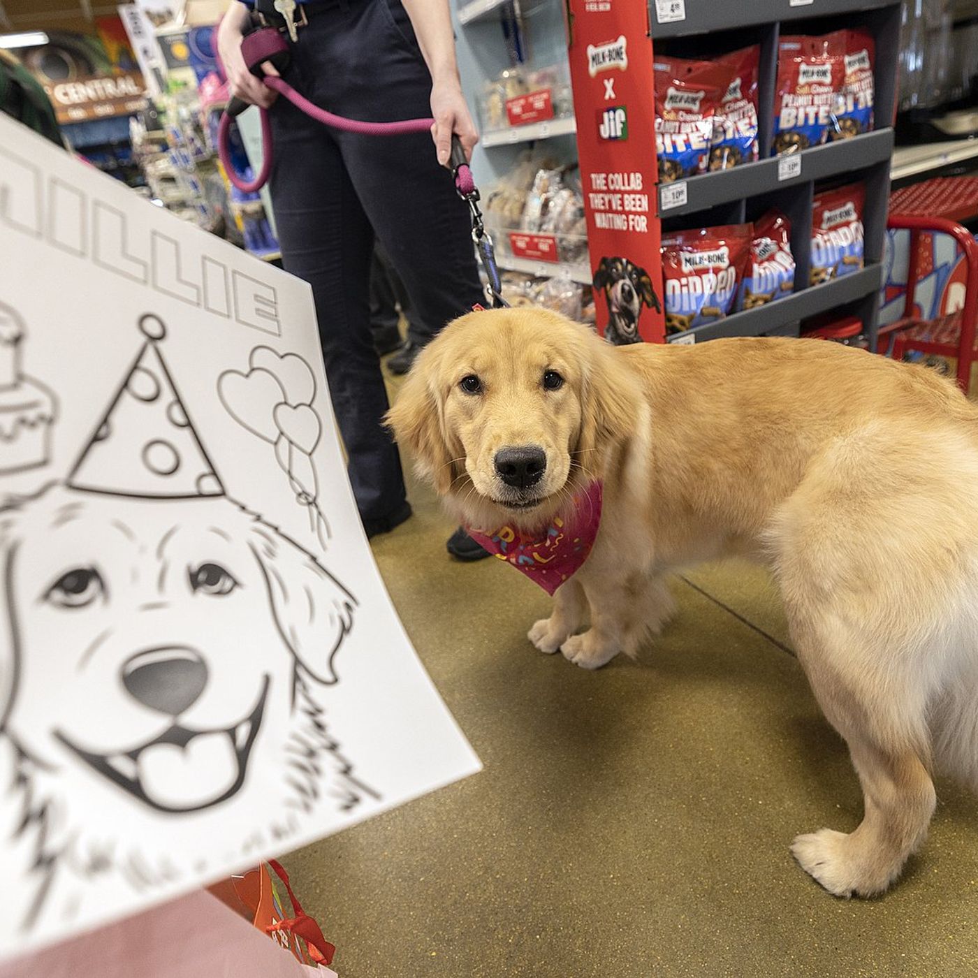 Sterling comfort dog Millie to turn 2; party set for Feb. 25 episode artwork