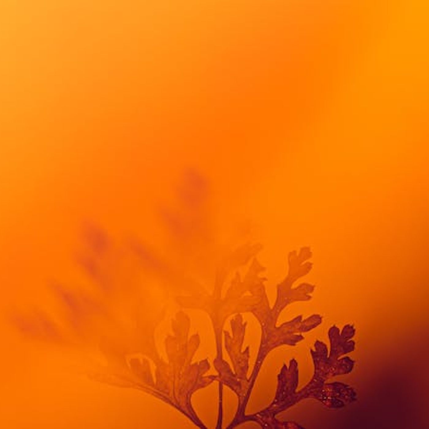 What Difference Does Providence Make?