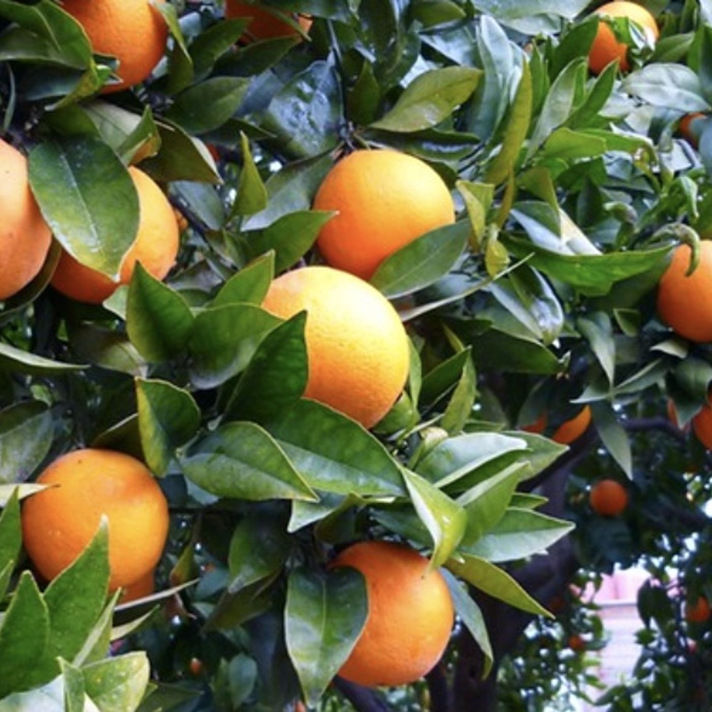 Plan de Vinculación Cítricos