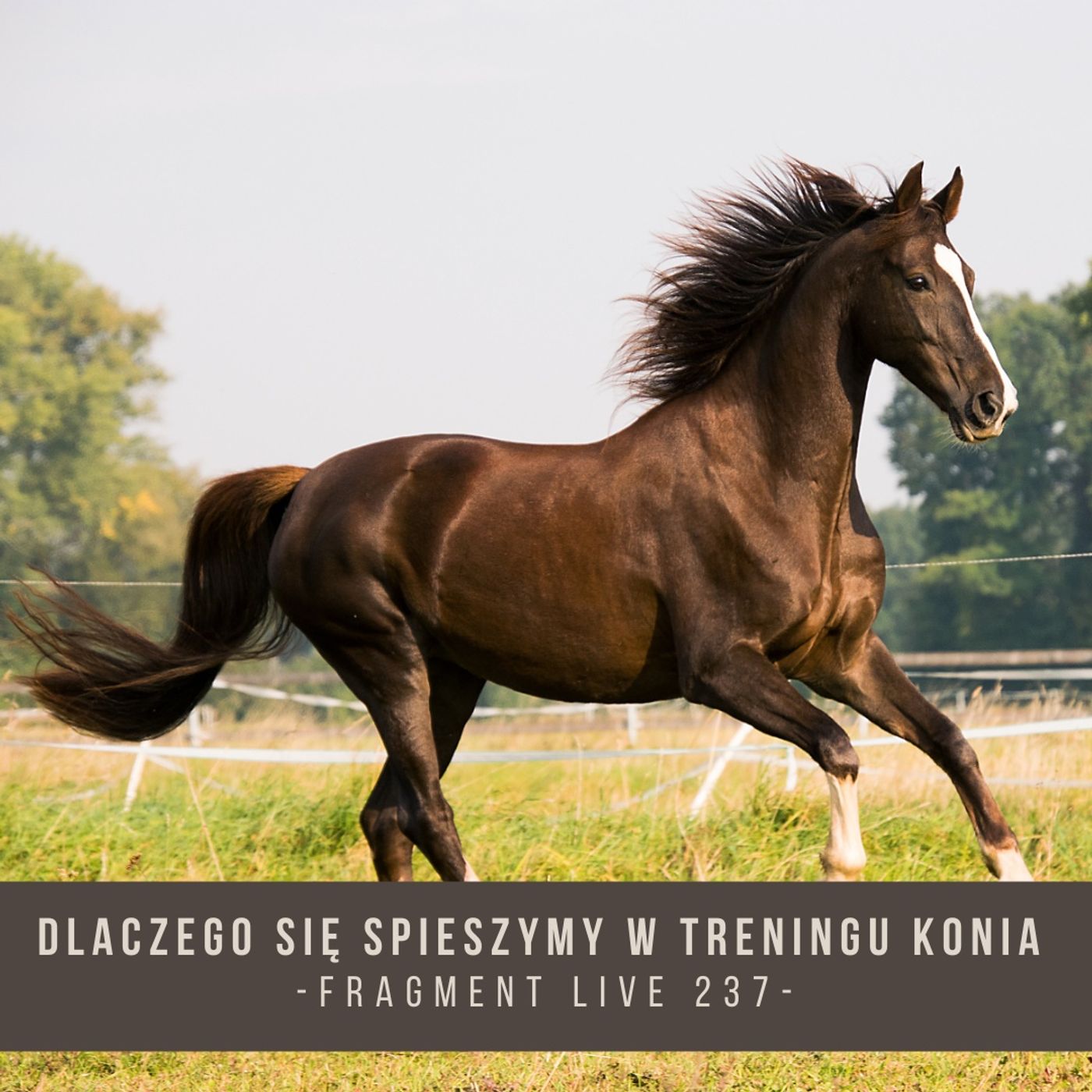 Dlaczego się spieszymy w treningu konia - fragment live 237
