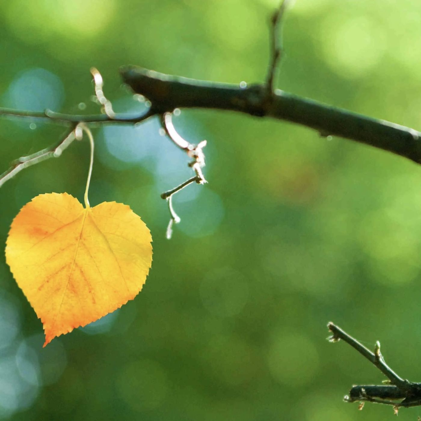 Oltre La Memoria: "L'Eco Silente del Tiglio"