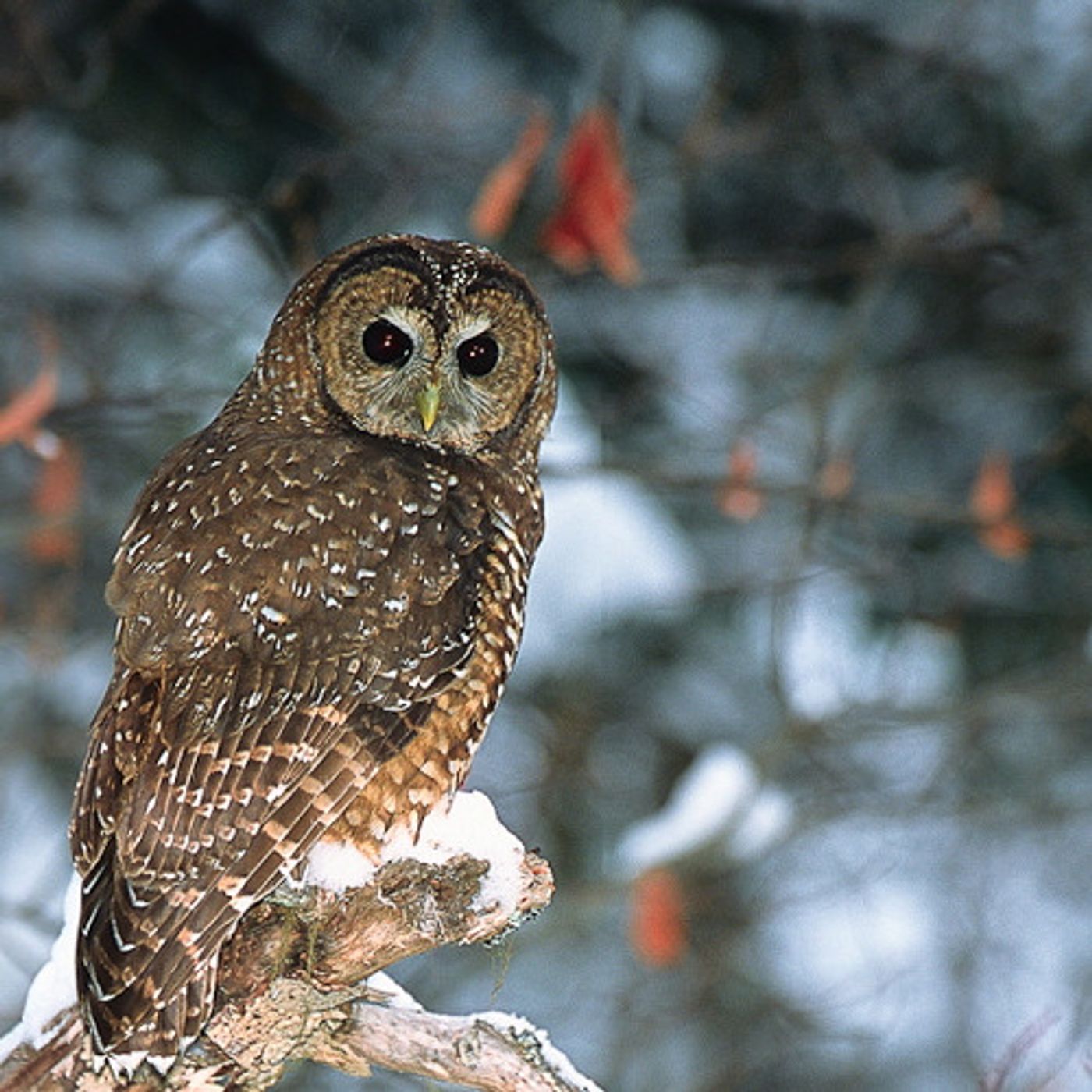 Spotted Owl Plan Calls For Shotguns, Logging And Private Land Restrictions episode artwork