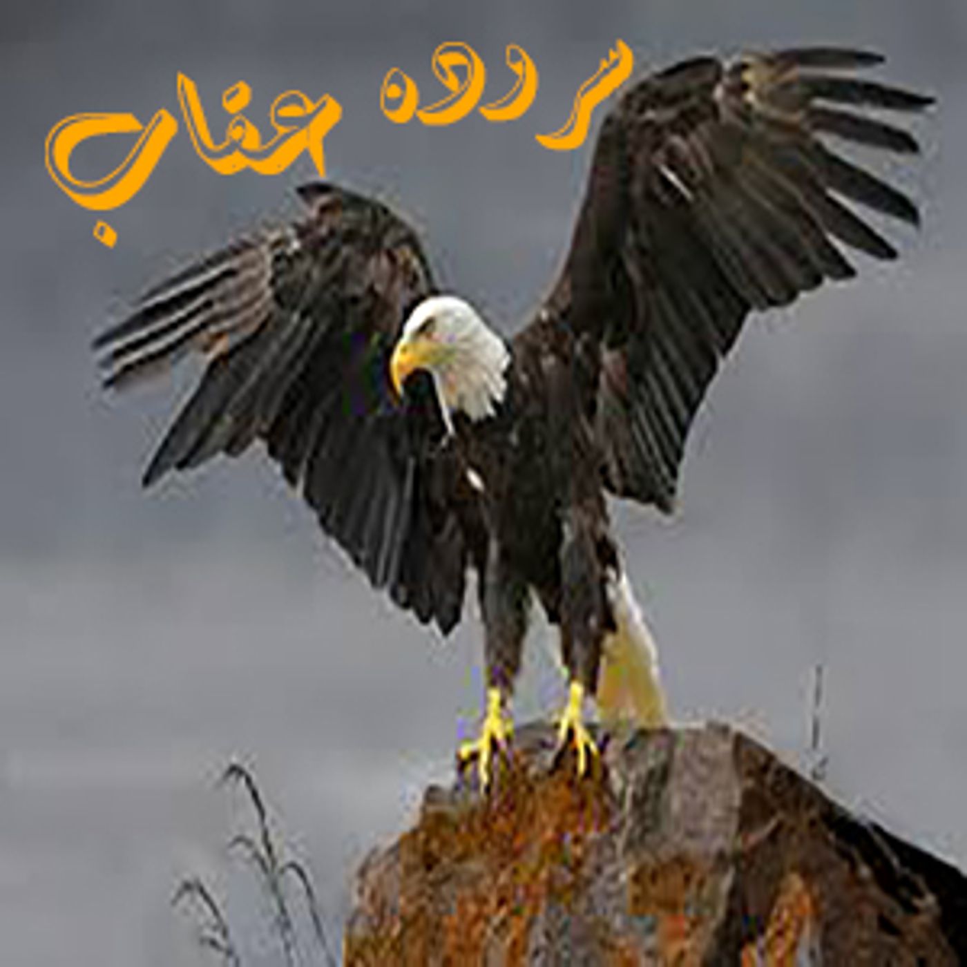 سروده - عقاب