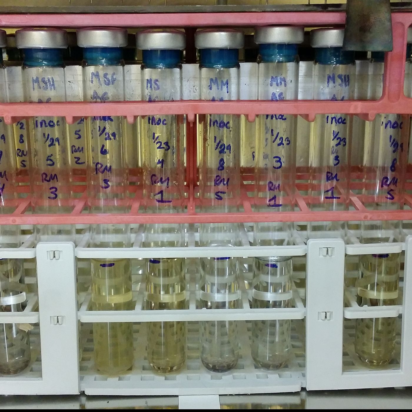 Earth Microbes! Welcome to Mars