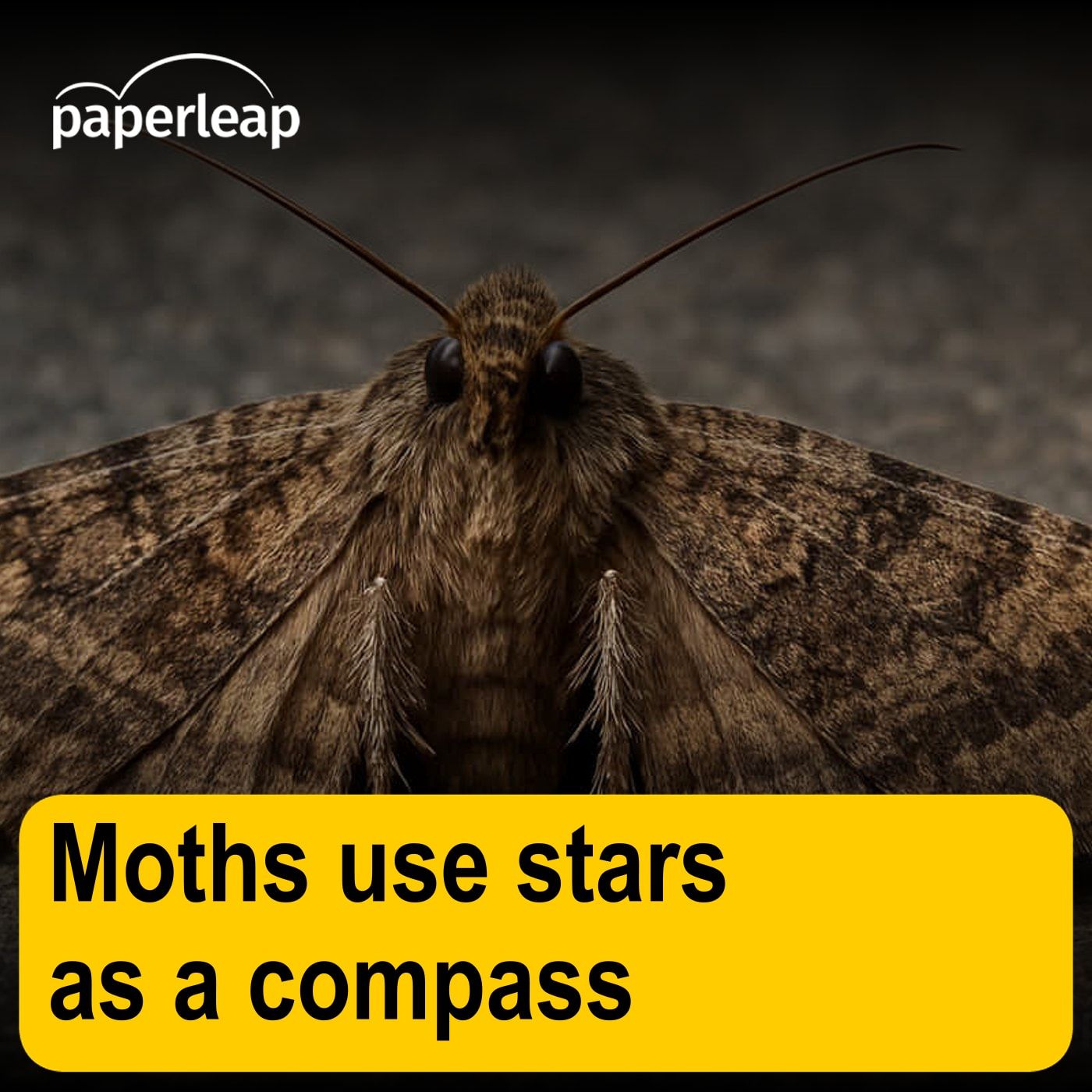 Moths use stars as a compass Moths use stars as a compass