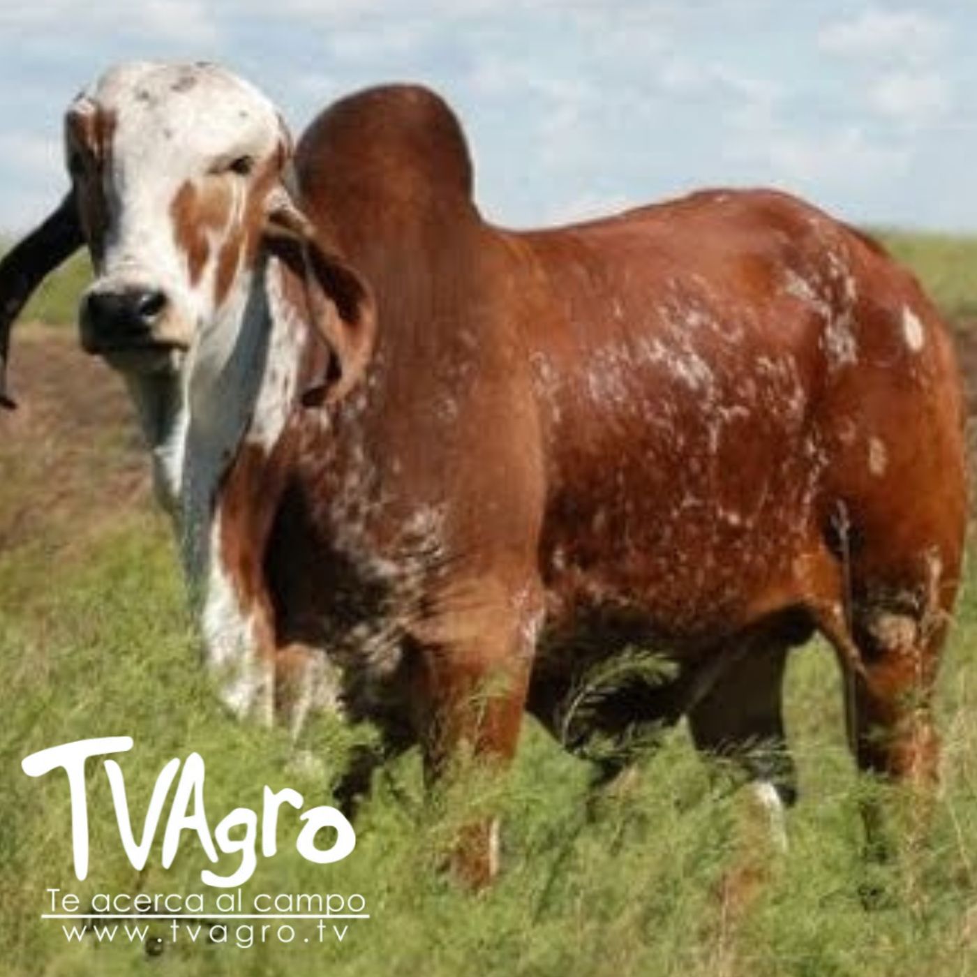 TV AGRO