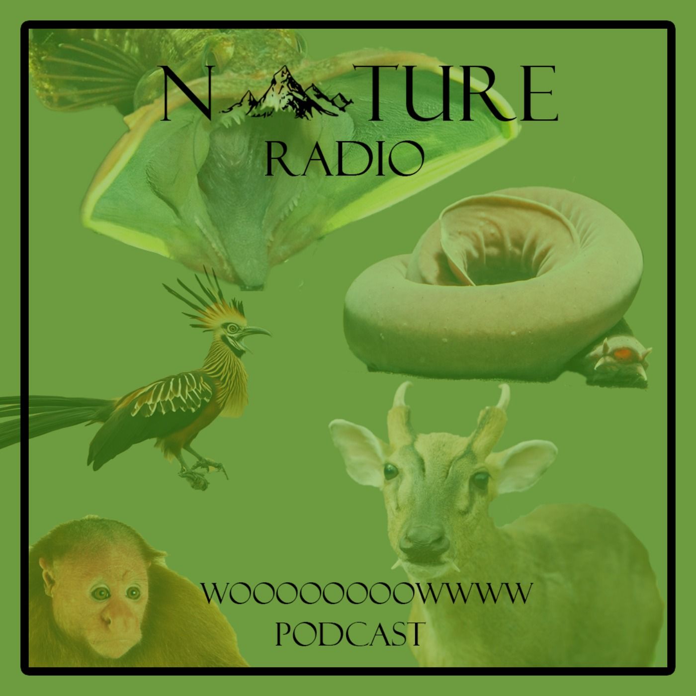 Nature Radio l رادیو طبیعت