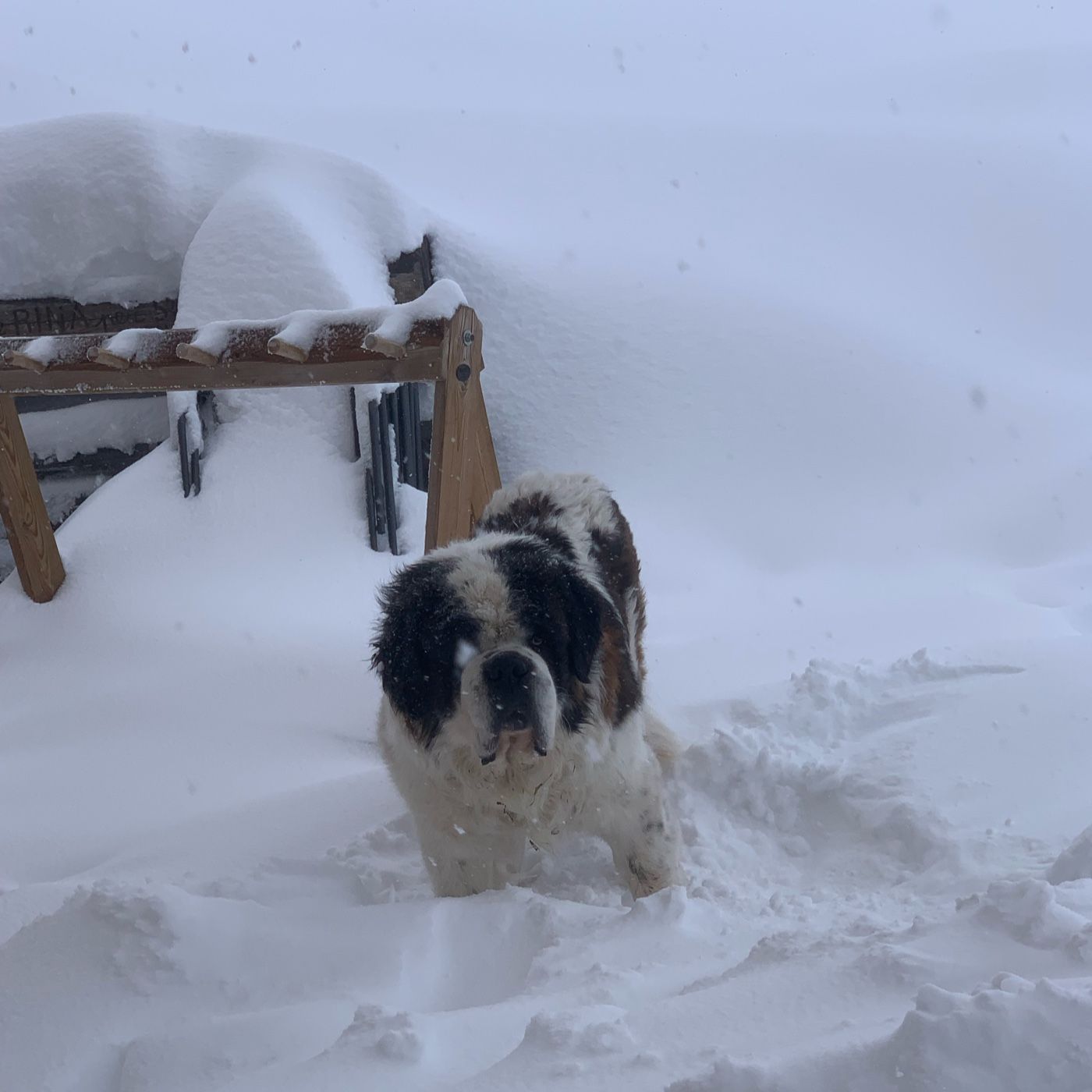 Como cuidar un Perro