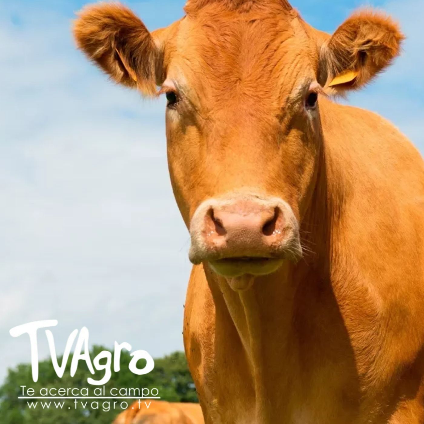 TV AGRO