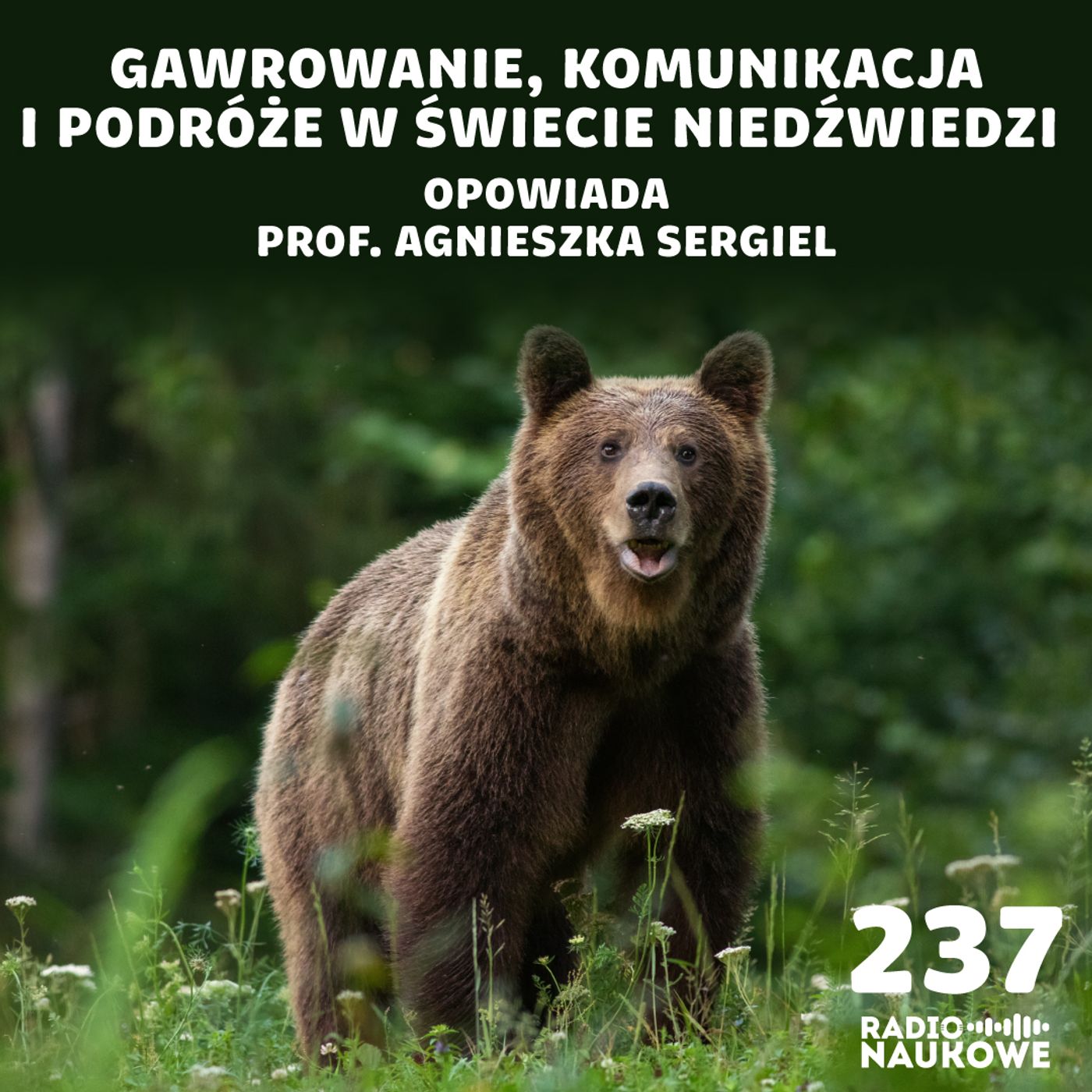 #237 Niedźwiedzie – inteligentni oportuniści, którym należy się respekt | prof. Agnieszka Sergiel
