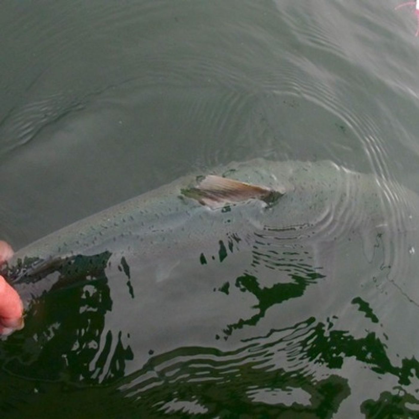 Oregon Proposes Removing Hatchery Fish From Wild Fish Areas episode artwork