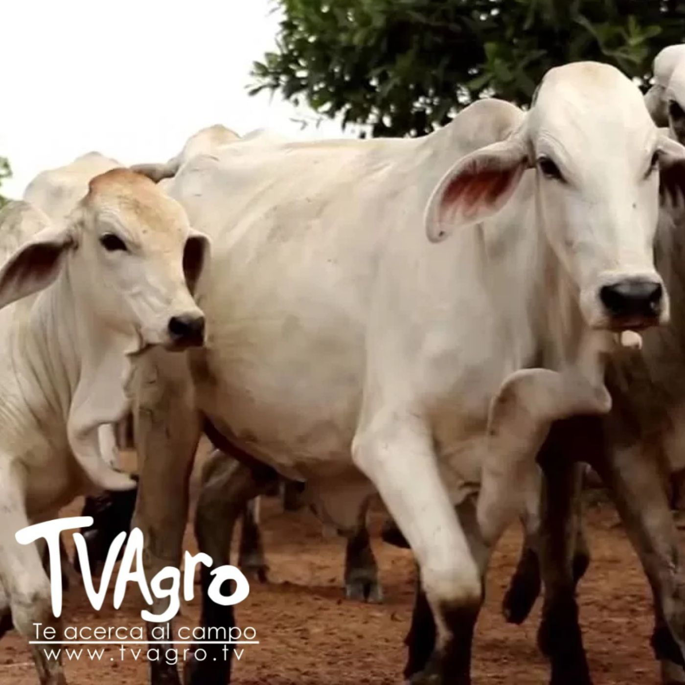 TV AGRO
