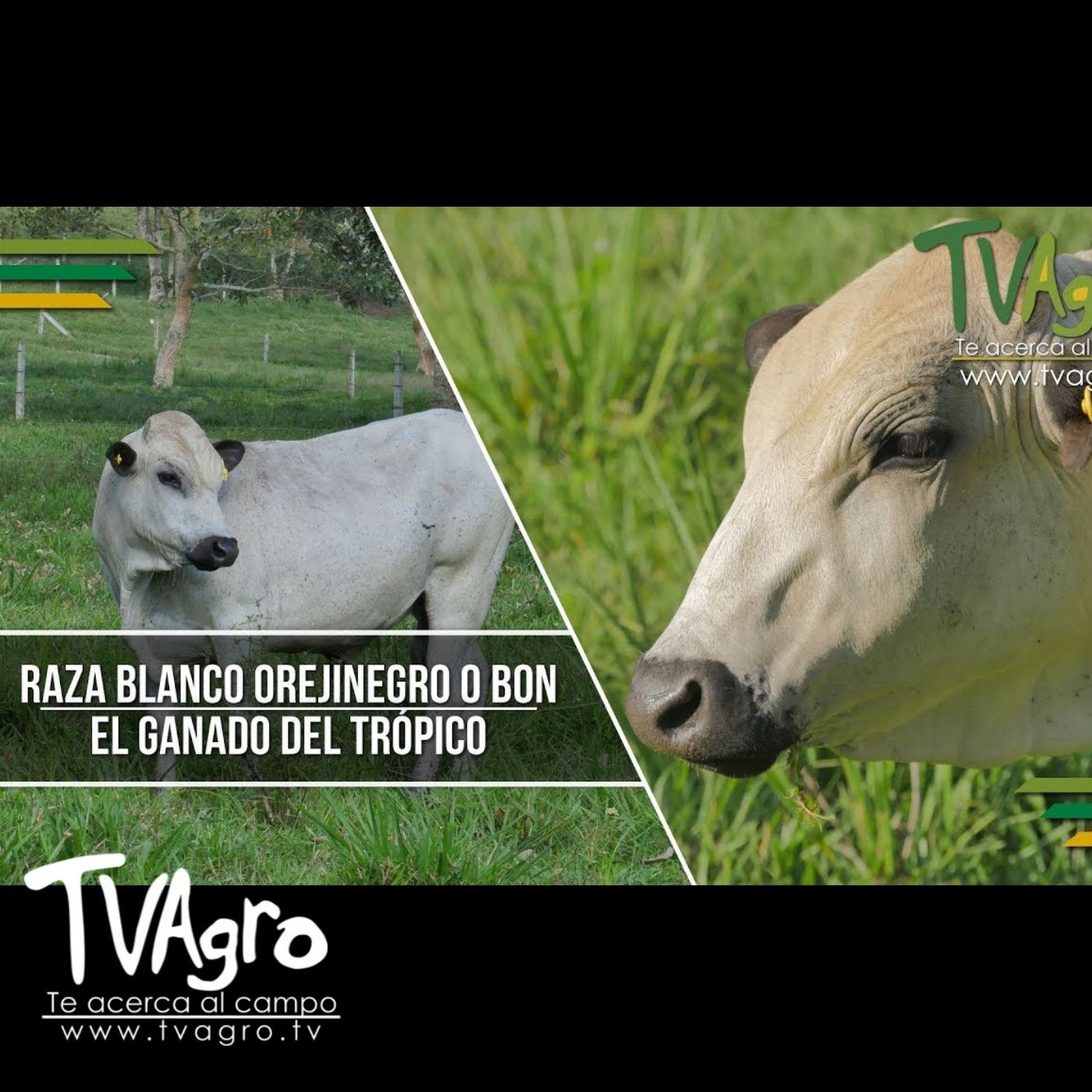 TV AGRO