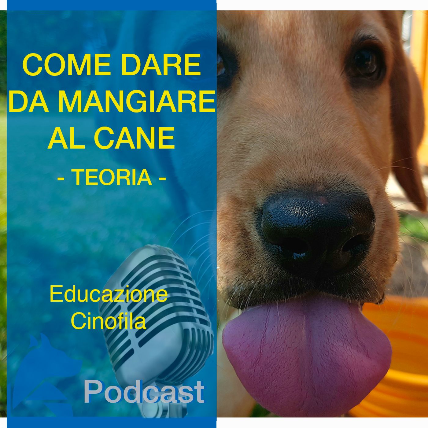 Come Dare da MANGIARE al Cane - Teoria -