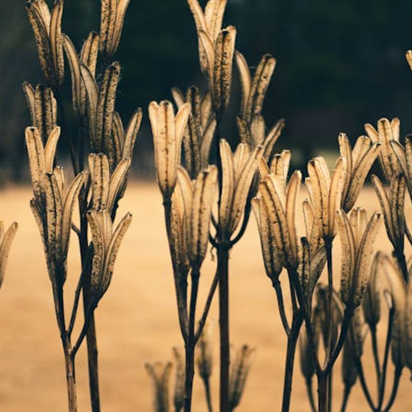 Am I Living by Faith or Unbelief?