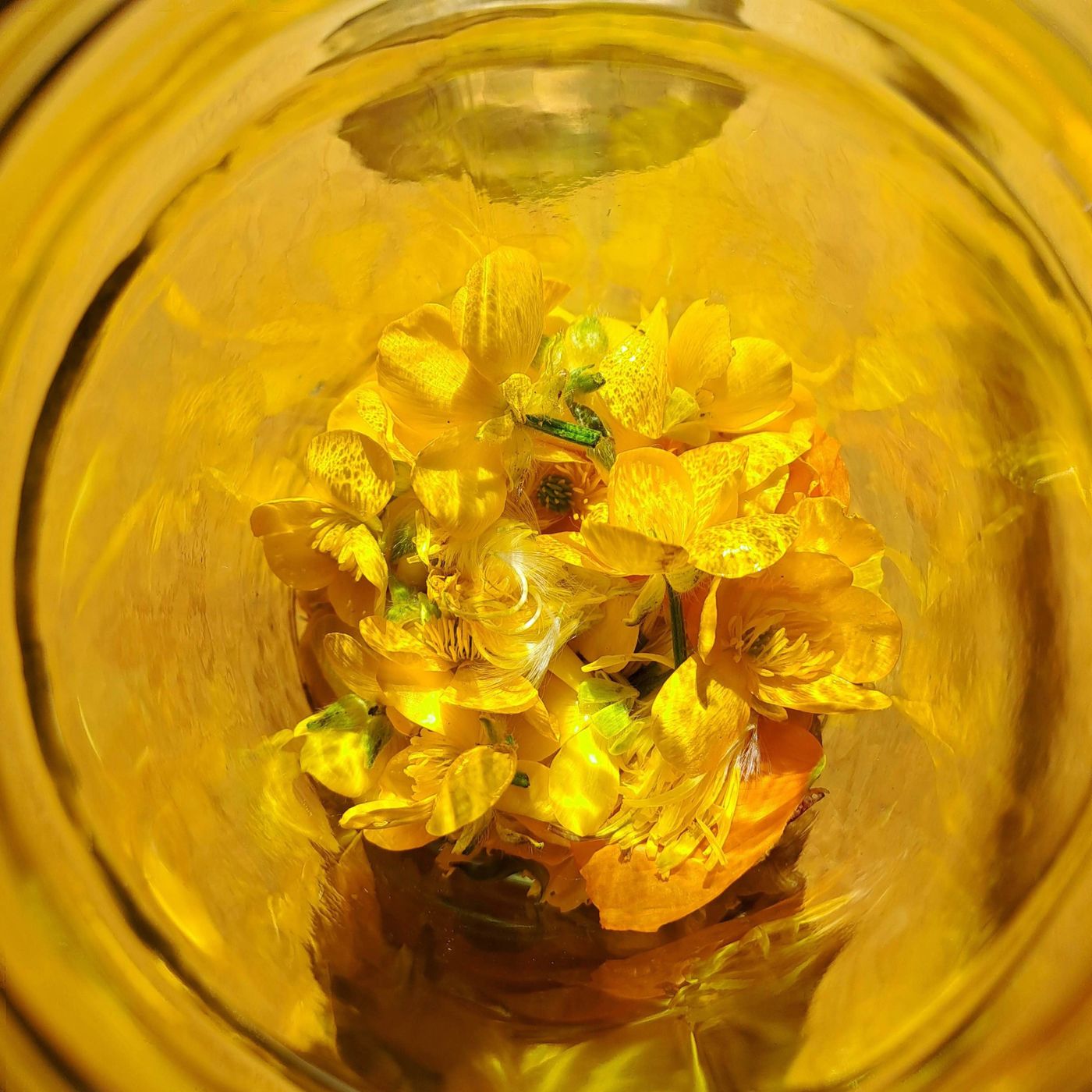 Evening Primrose Oil: Health Benefits and Proper Usage Guide episode artwork