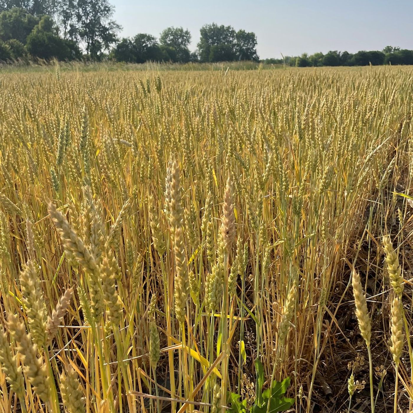 Crop Report: Wet conditions slow fieldwork across La Salle County episode artwork