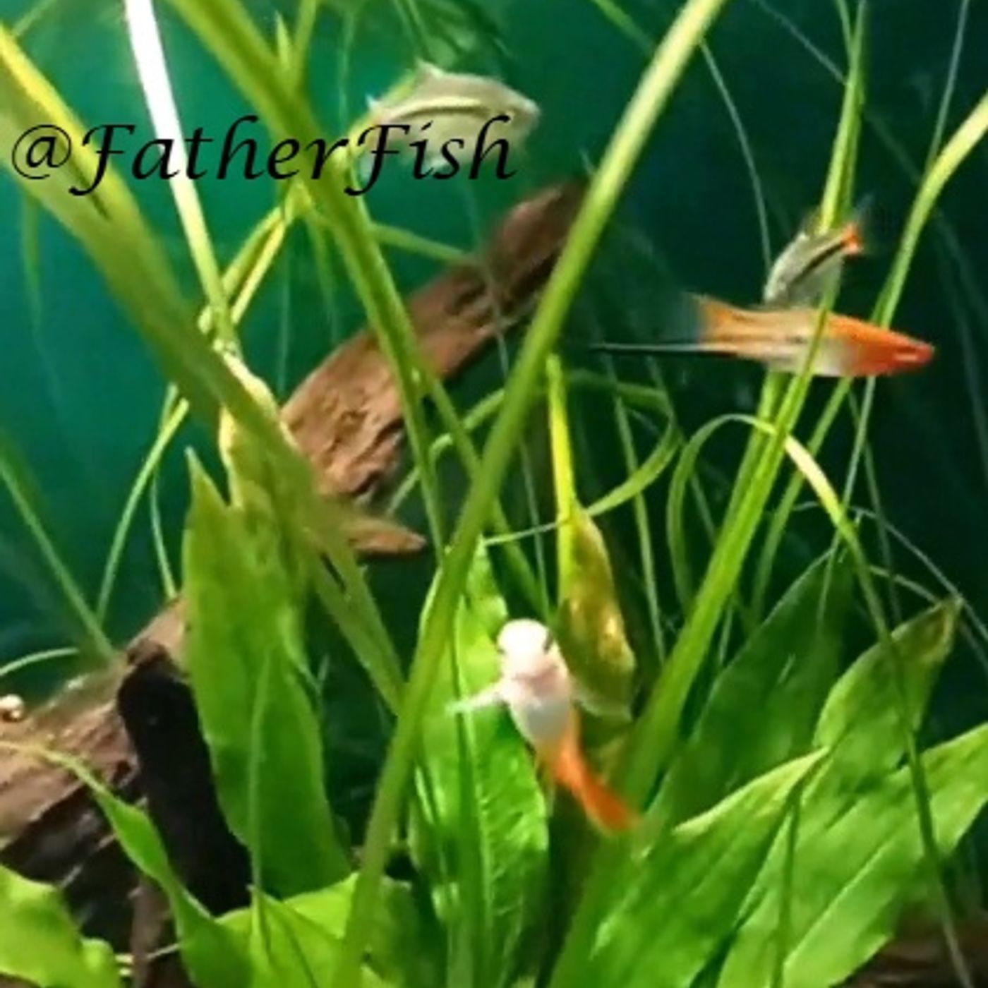 Maintain your Planted Tank