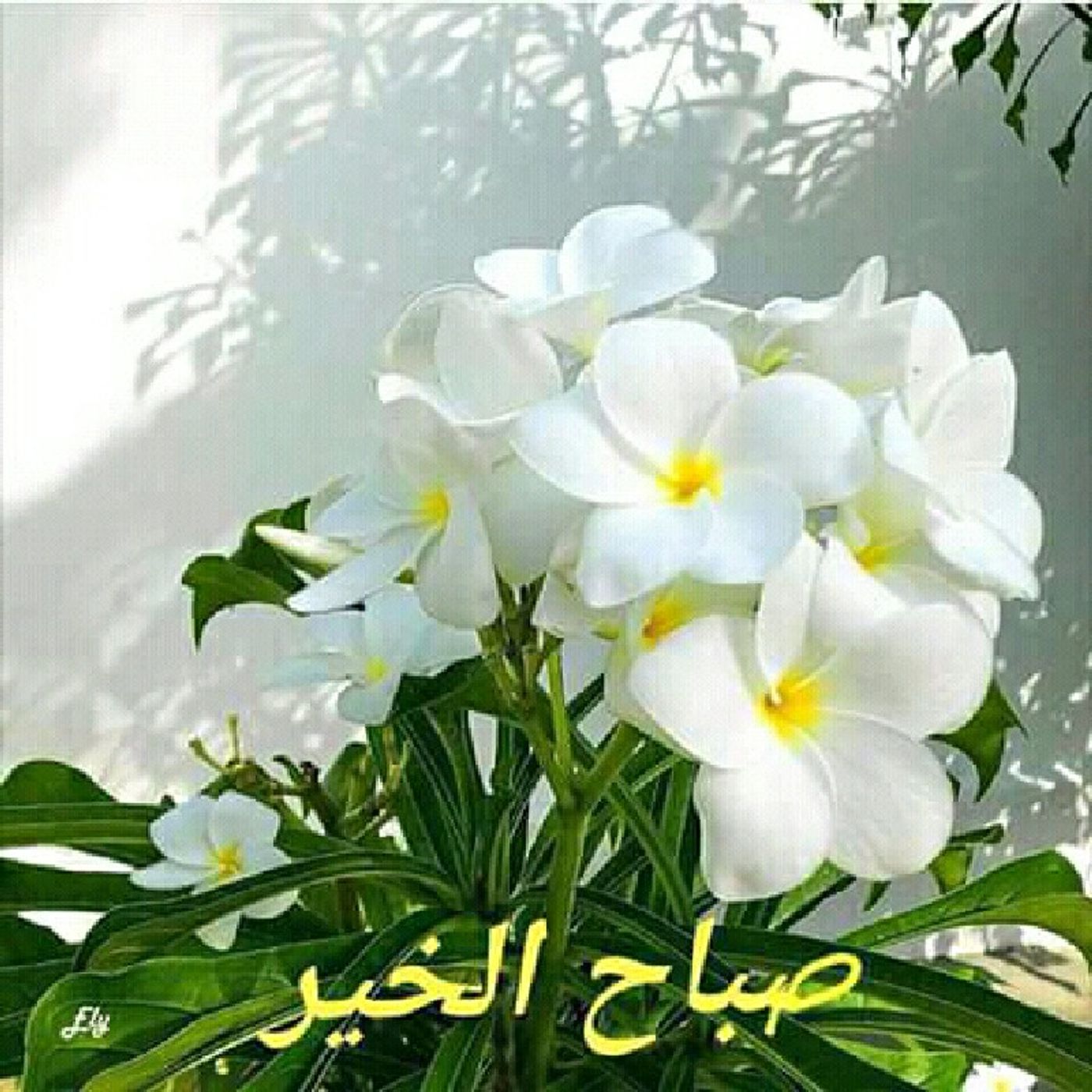 سبحانك episode artwork