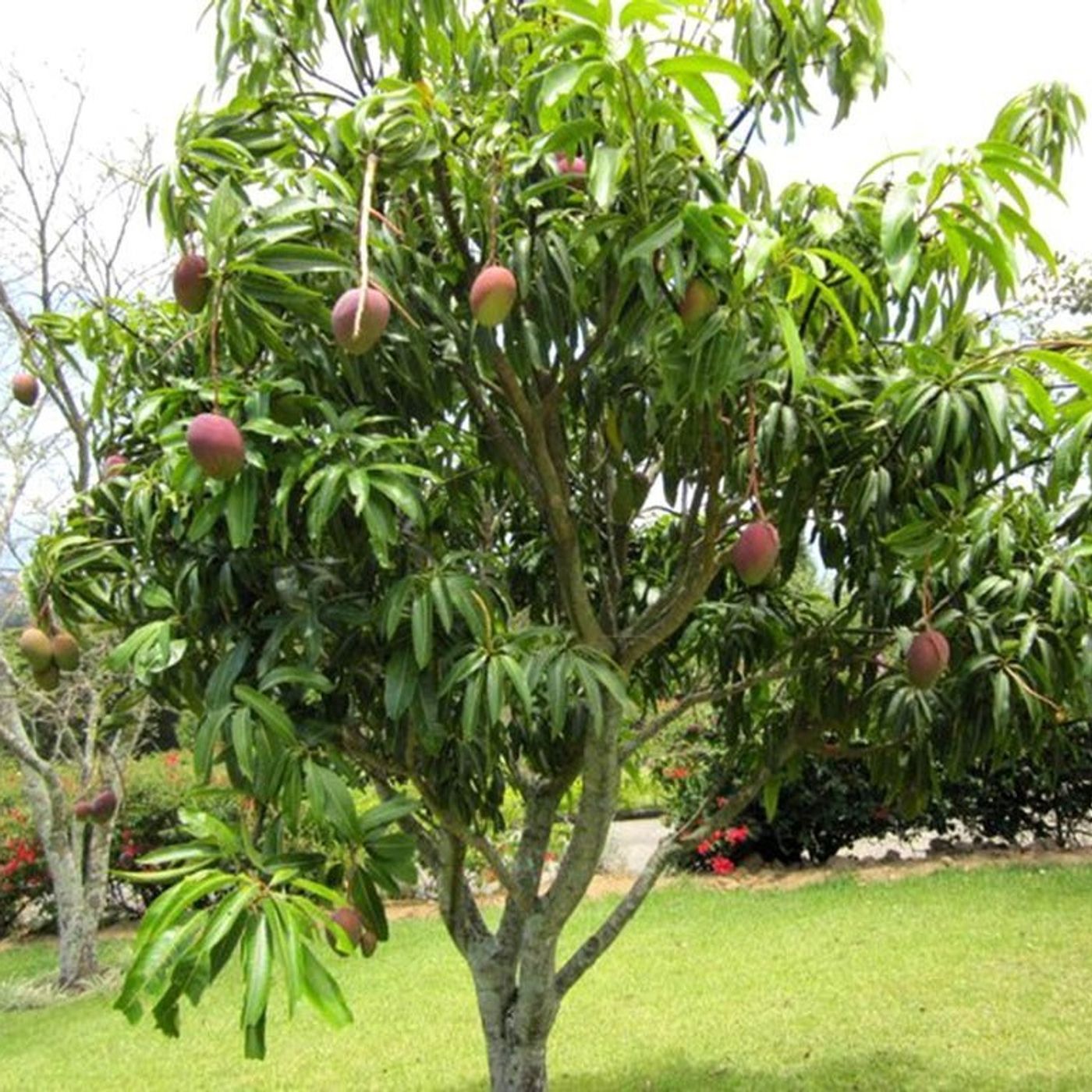 El Mango es el árbol emblemático del Municipio García, conoce más... (+Audio)