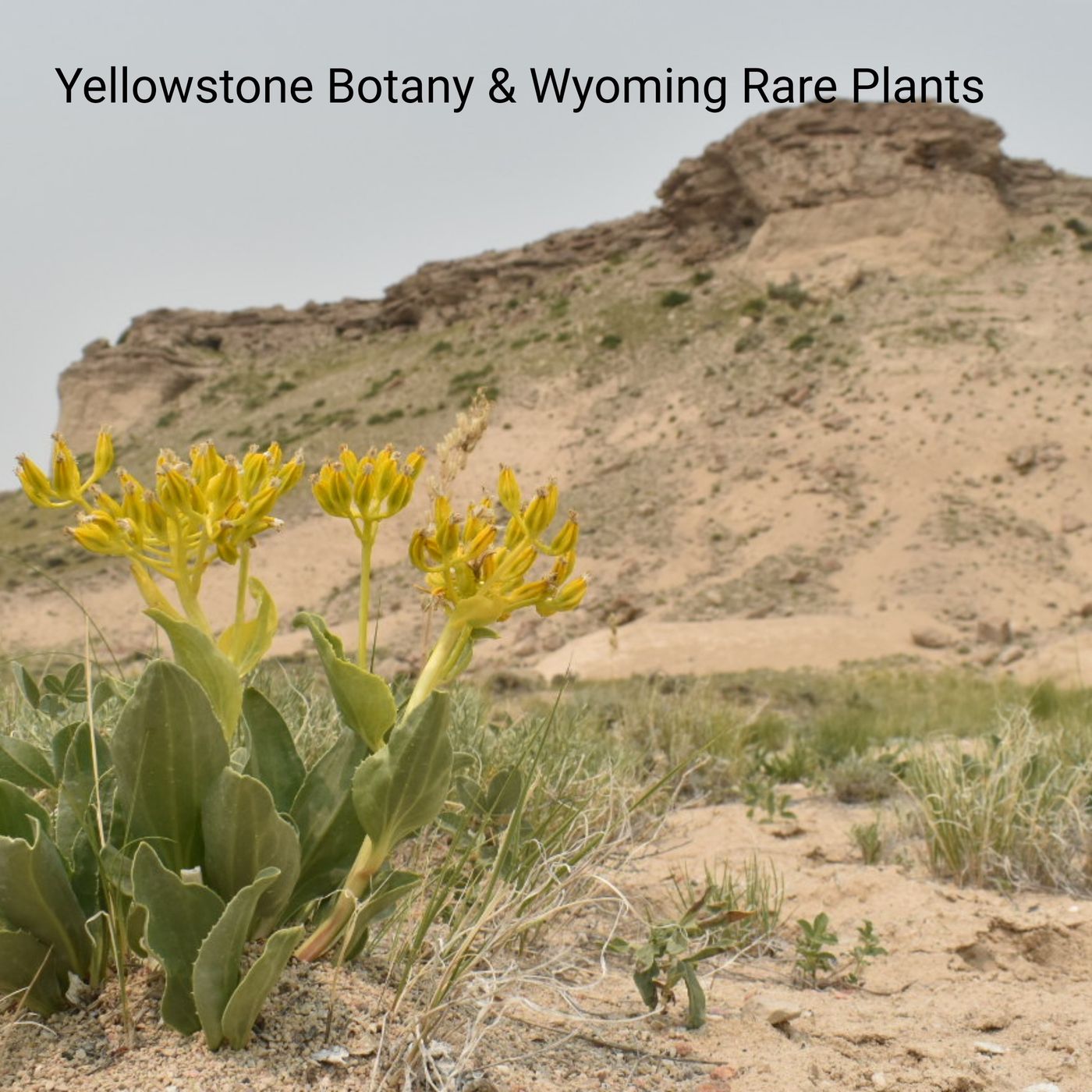 Crime Pays But Botany Doesn\'t