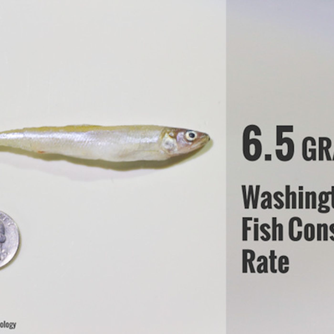 Washington Enviro Groups Intend to Sue EPA Over Inadequate State Fish Consumption Rates episode artwork