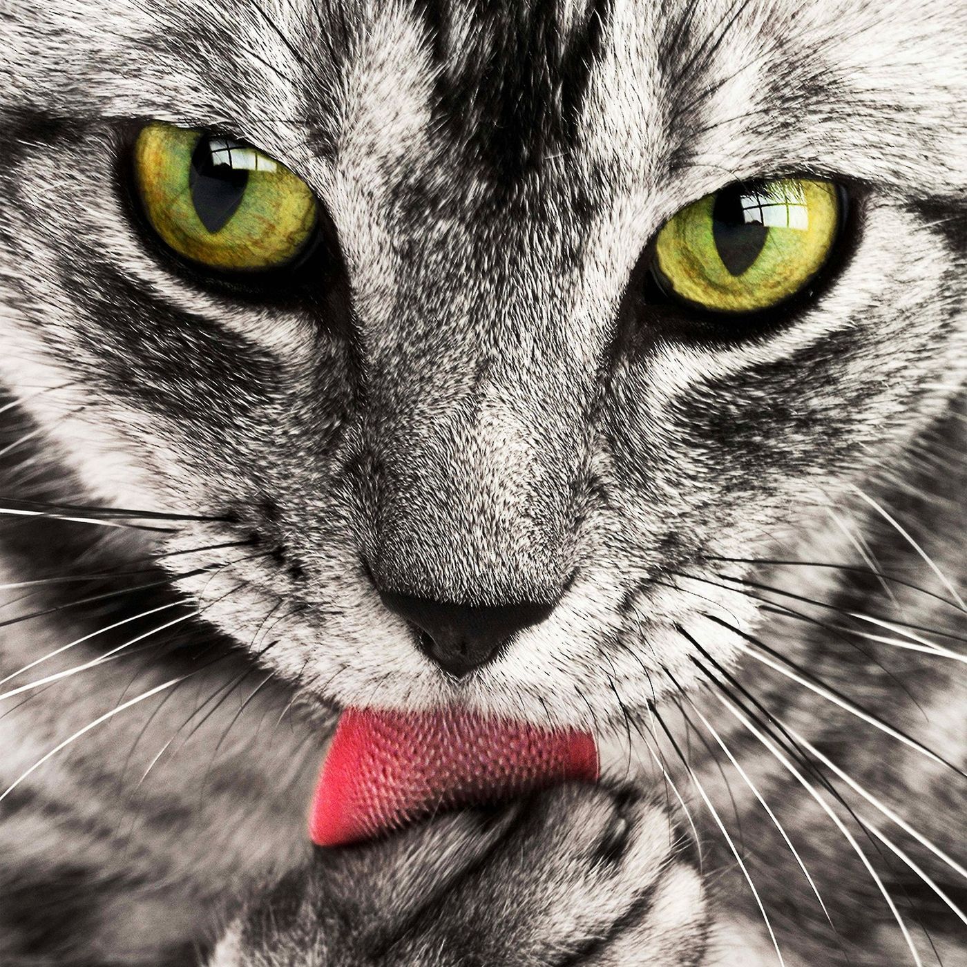 Perche i gatti hanno paura dell'acqua?? episode artwork