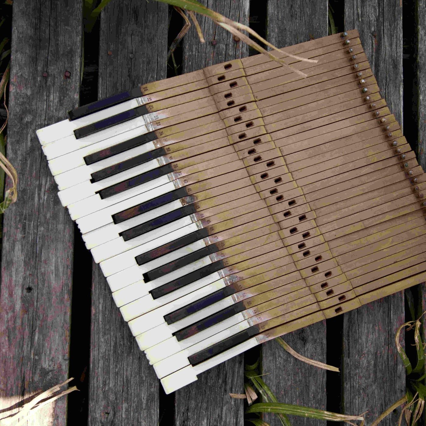 Conciertos en el humedal