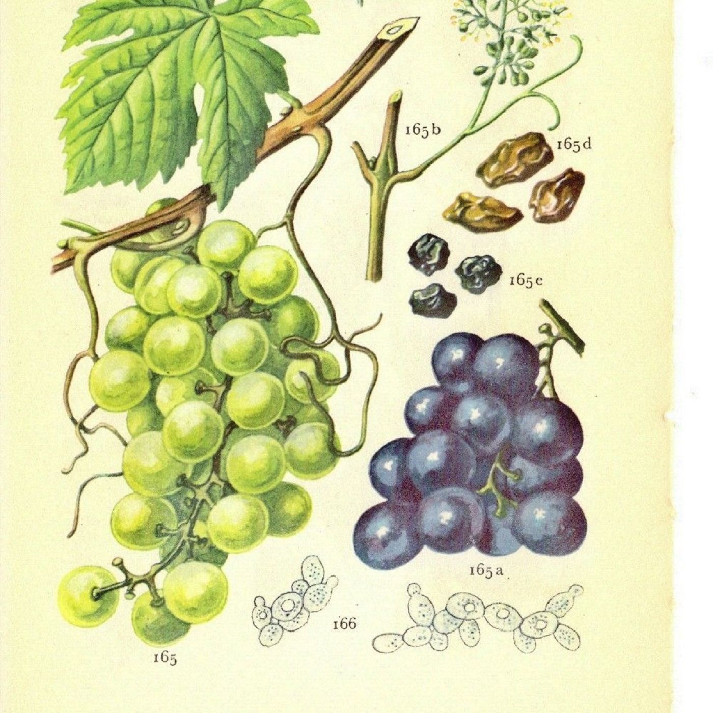 Show 278: War, Politics, Religion and the Medicinal use of Grape