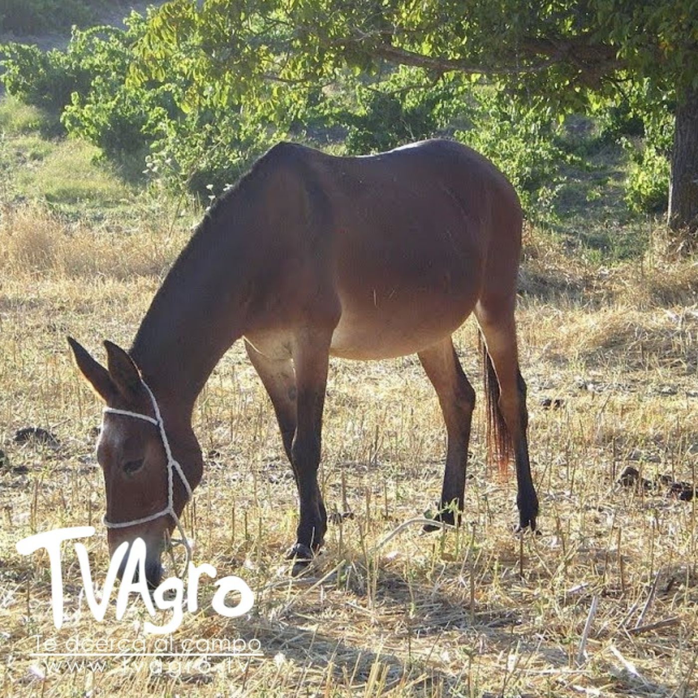 TV AGRO