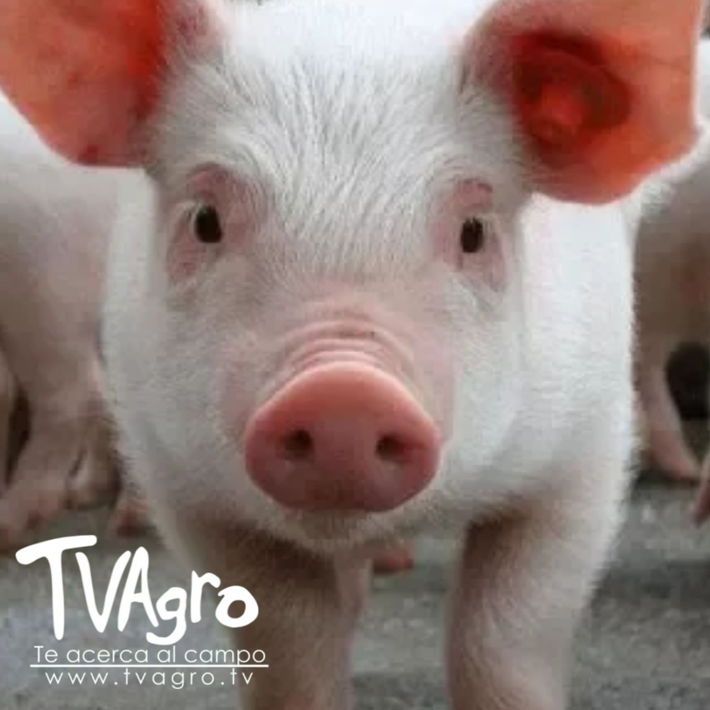 TV AGRO