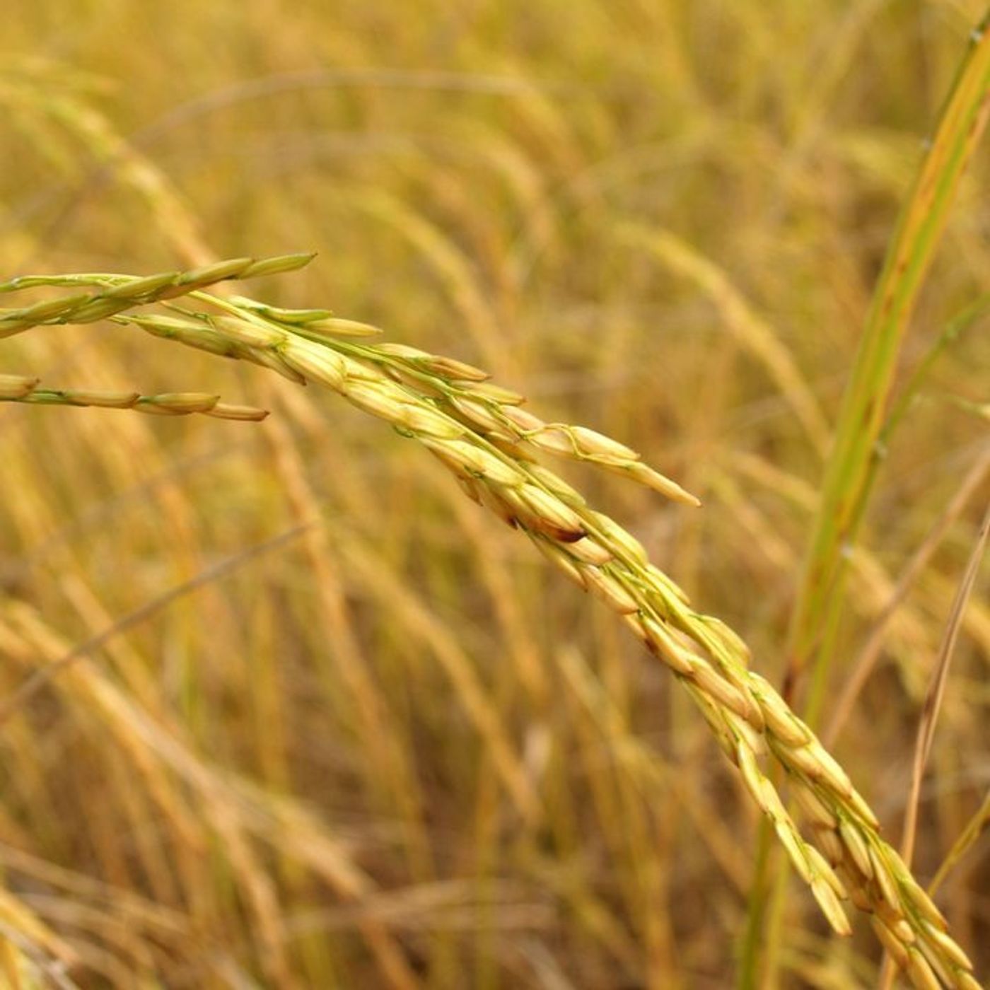 29/10/2024 - Cenário do arroz