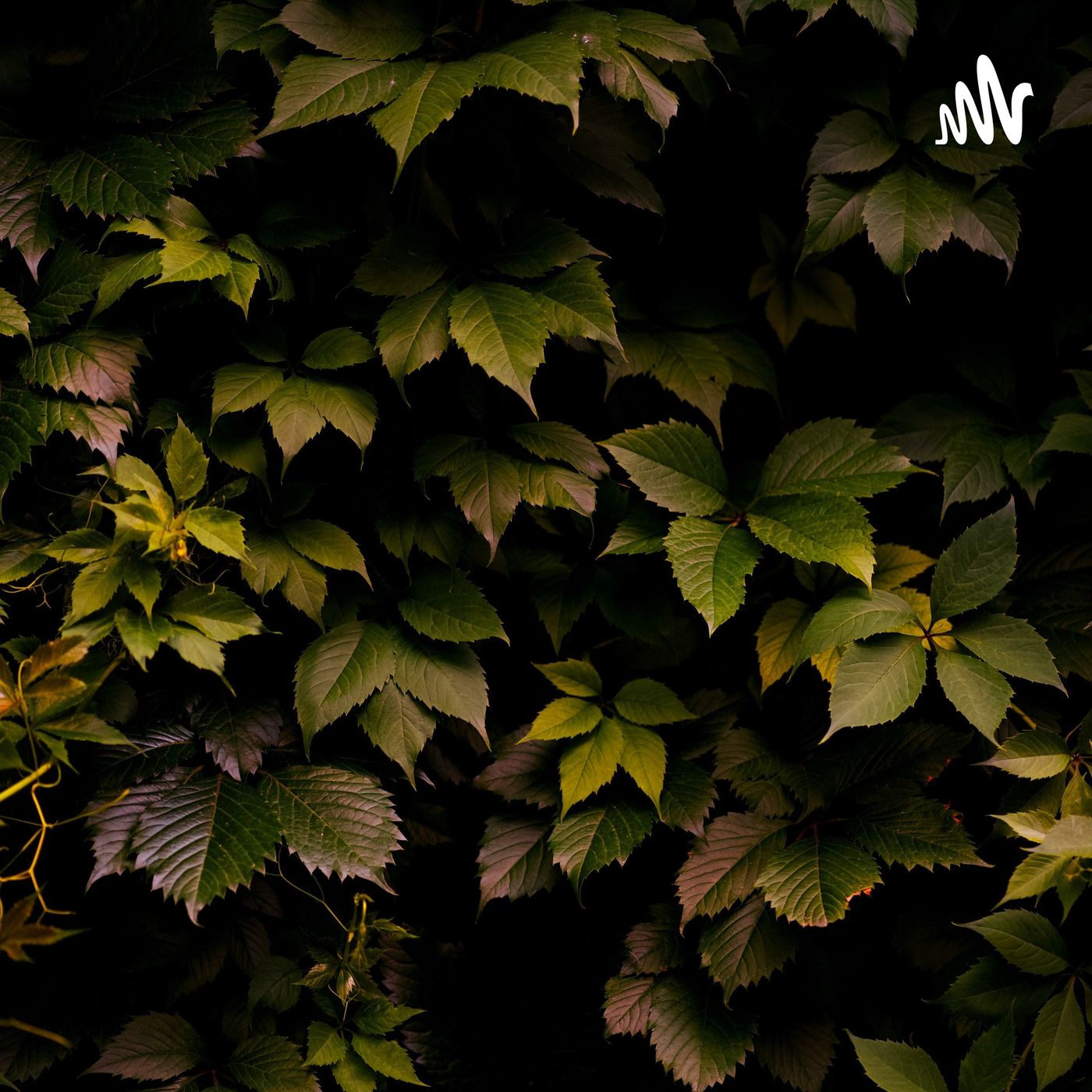 不做狮子座的情人