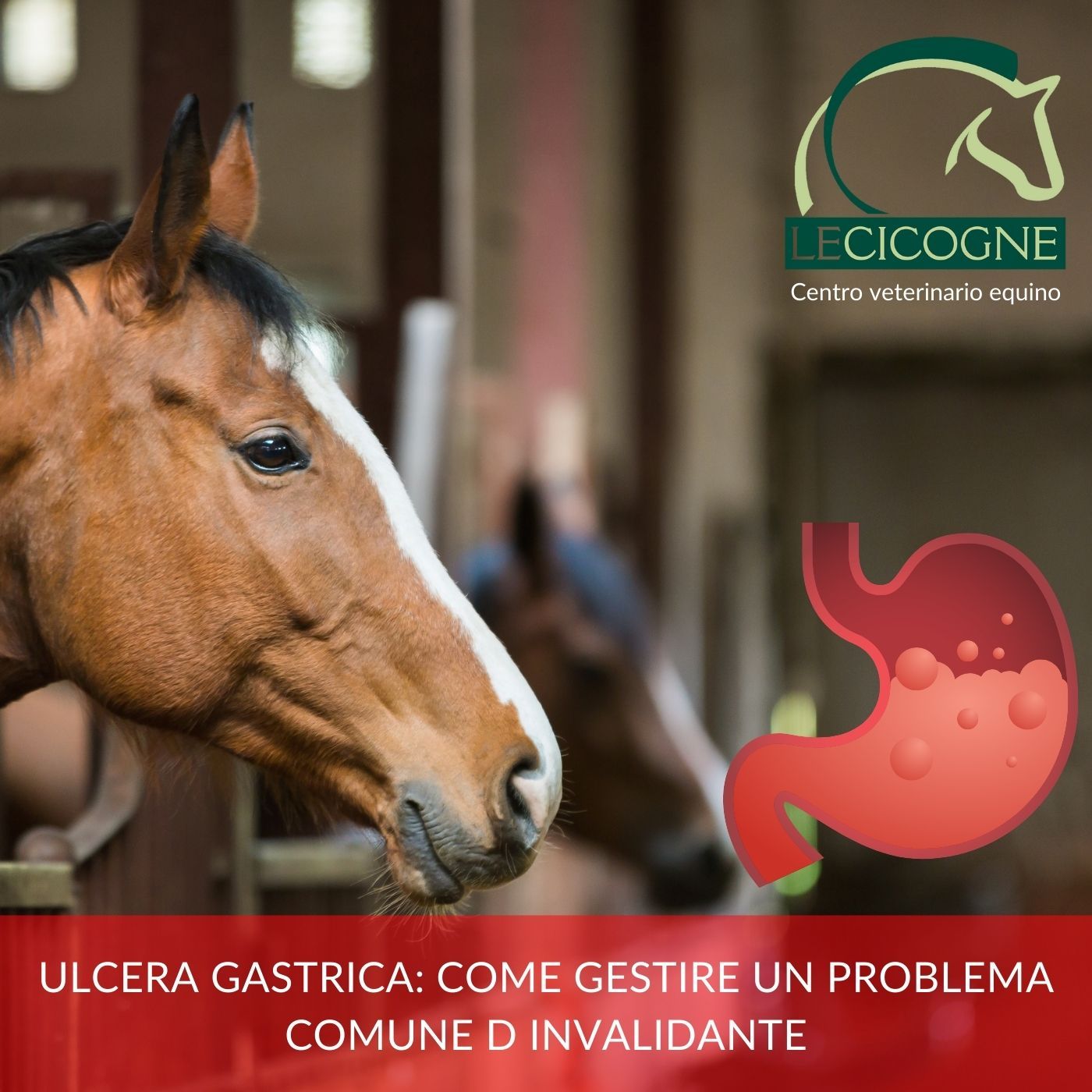 I cavalli: parliamo di salute e benessere