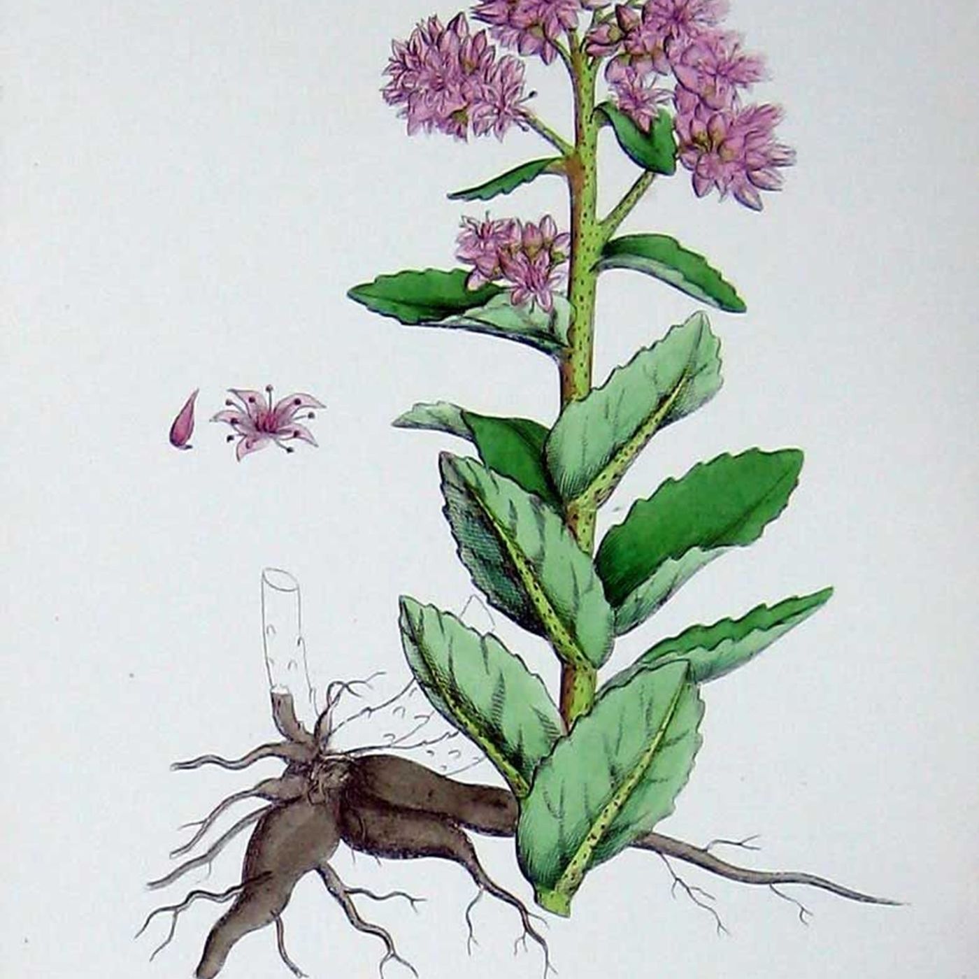 Southern Appalachian Herbs