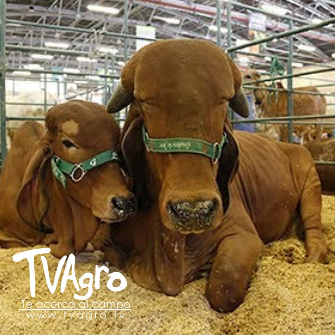 TV AGRO
