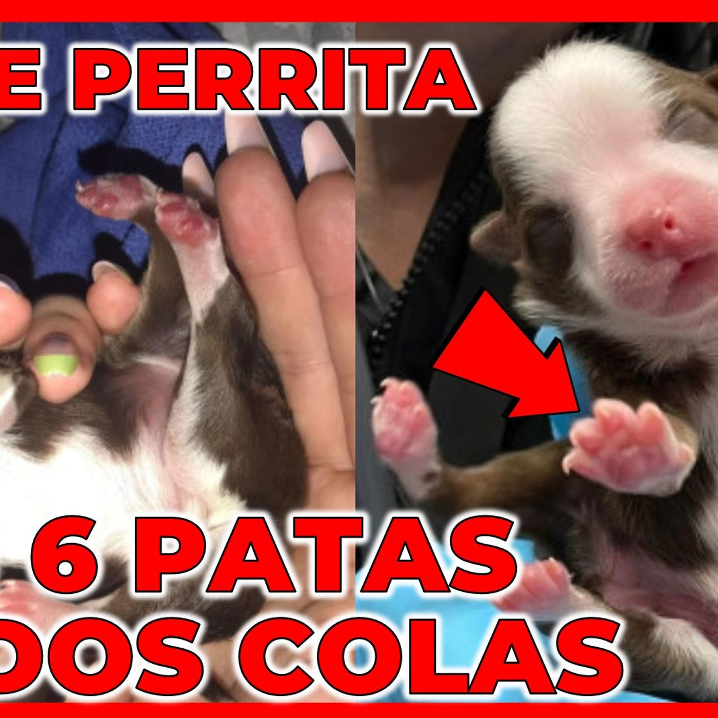 INSÓLITO NACE PERRITA CON SEIS PATAS Y DOS COLAS episode artwork