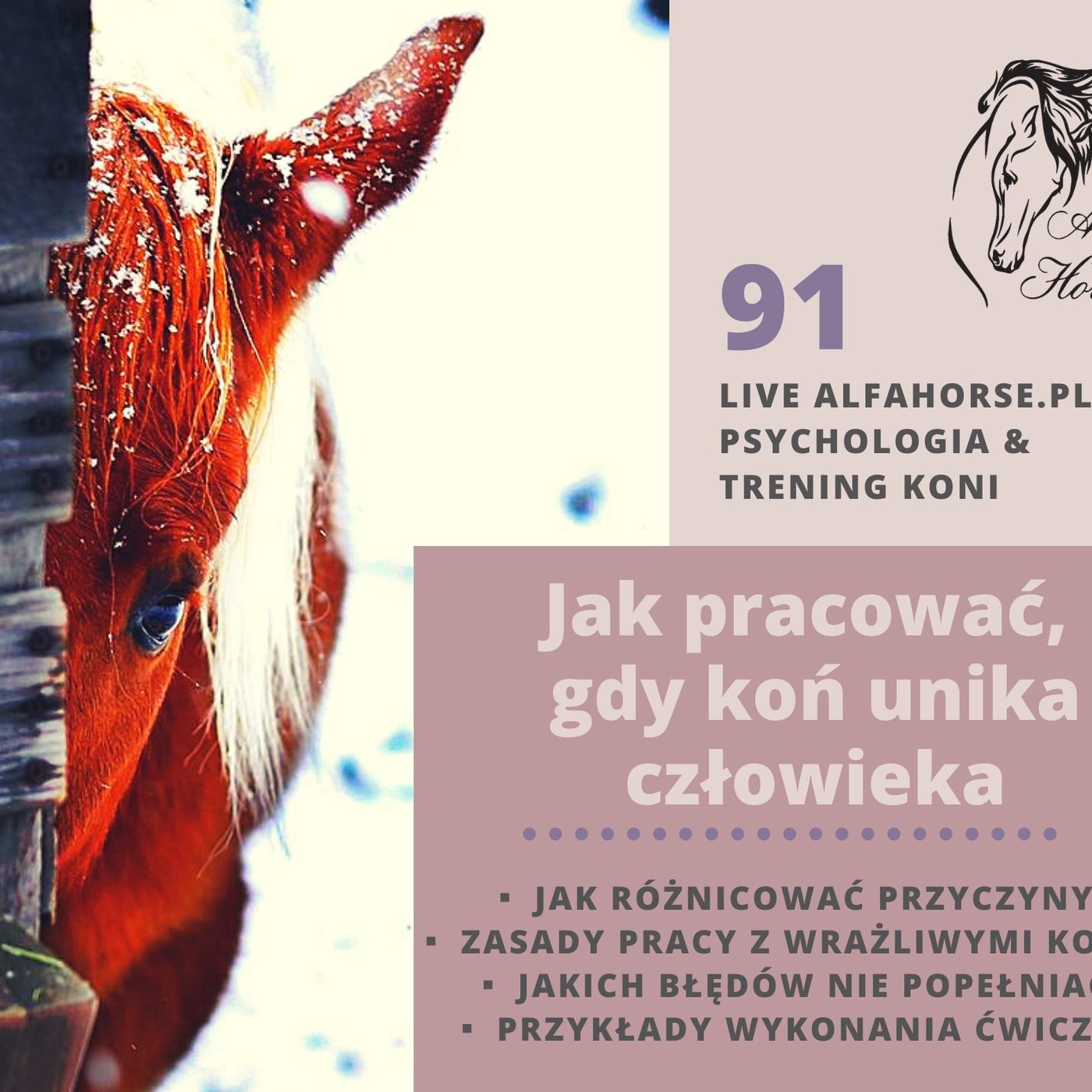 Live 91: Co robić, gdy koń unika człowieka episode artwork