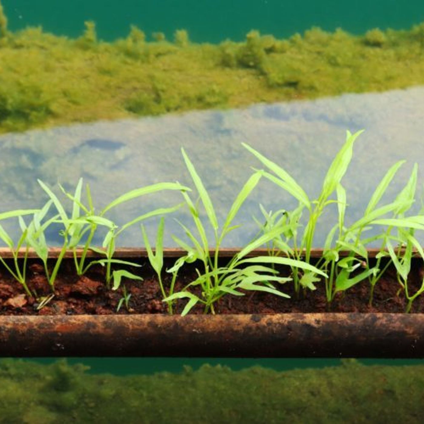 Pfas nei vegetali, la sperimentazione vicentina studiata in Europa