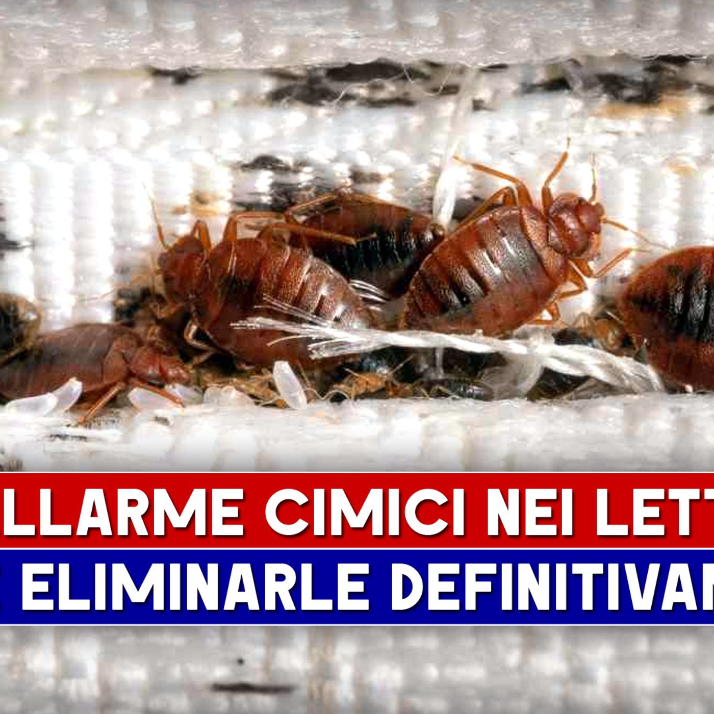 Allarme Cimici Nei Letti: Come Eliminarle Definitivamente! episode artwork