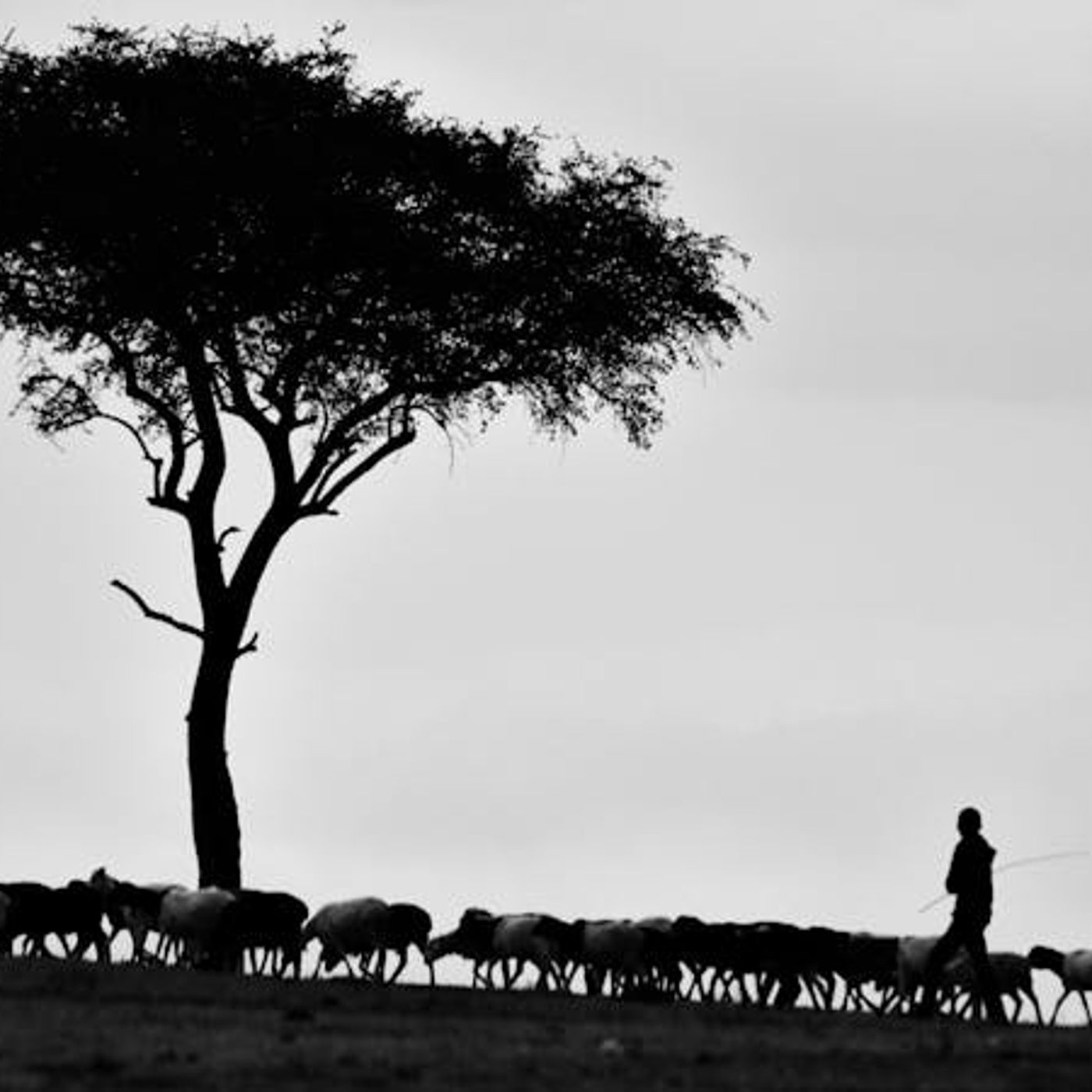 I Have Other Sheep That Are Not of This Fold