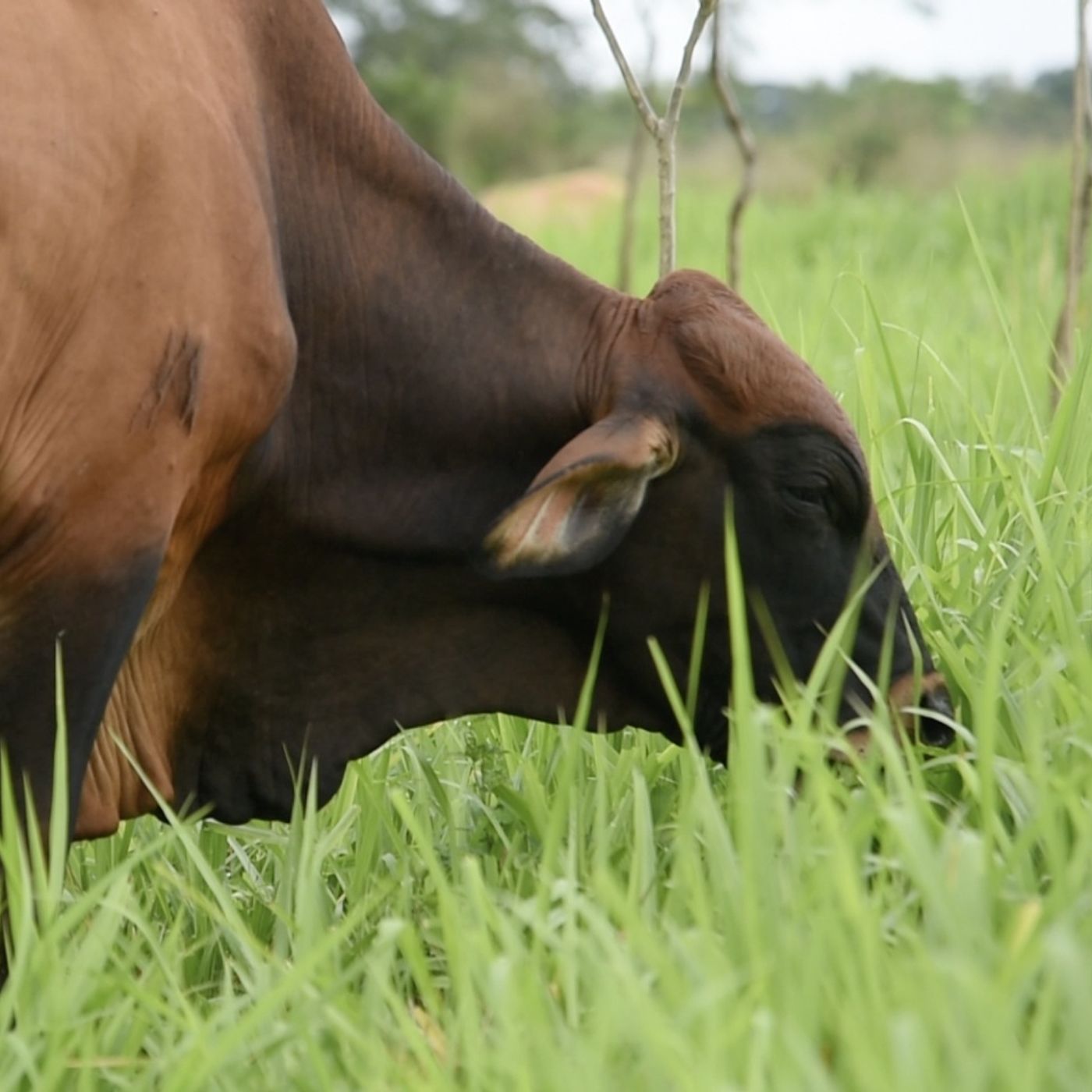 Audiolibro ModeloProductivo Carne Bovina