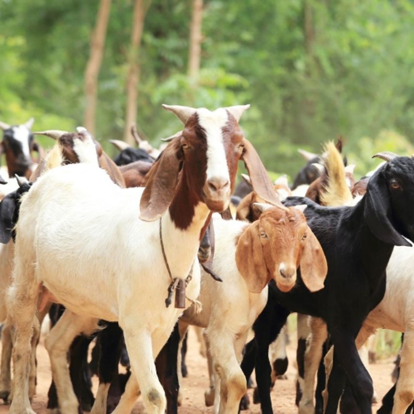 Alberta’s dairy goat producers see growth amid processing challenges episode artwork