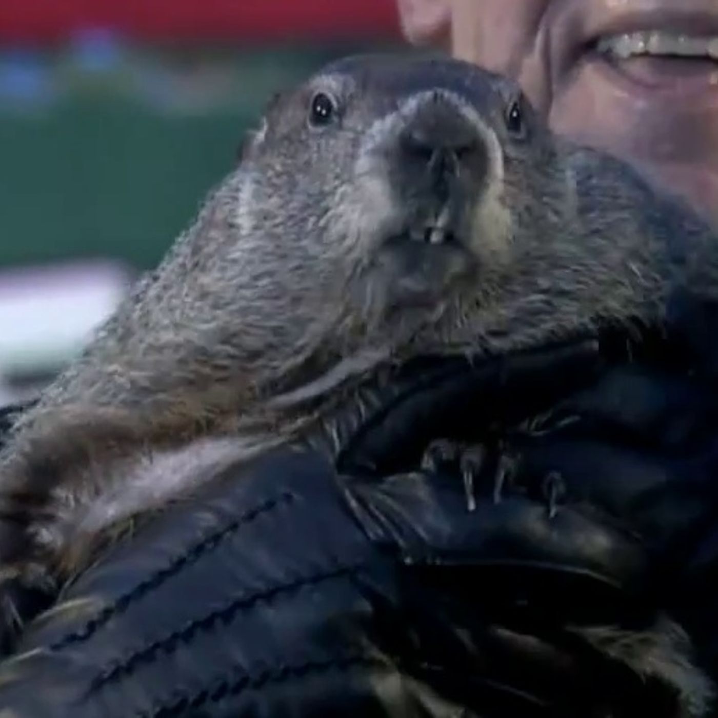 El día de la marmota 2015 episode artwork
